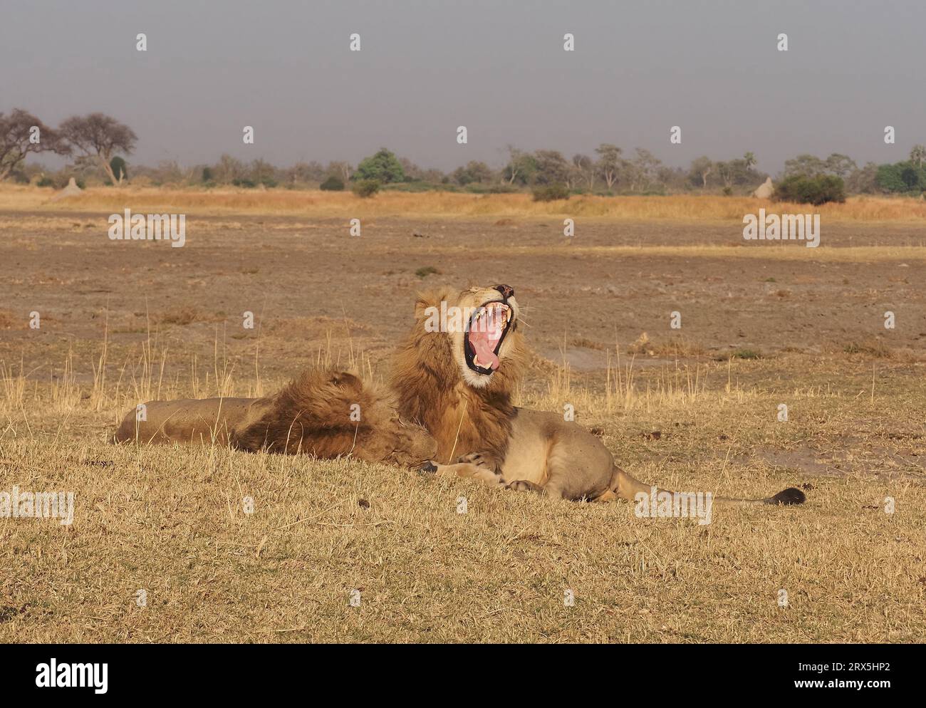 Ein Stolz, der von 5 Männern in ihrer besten Klasse geführt wird, ist beeindruckend! Stockfoto