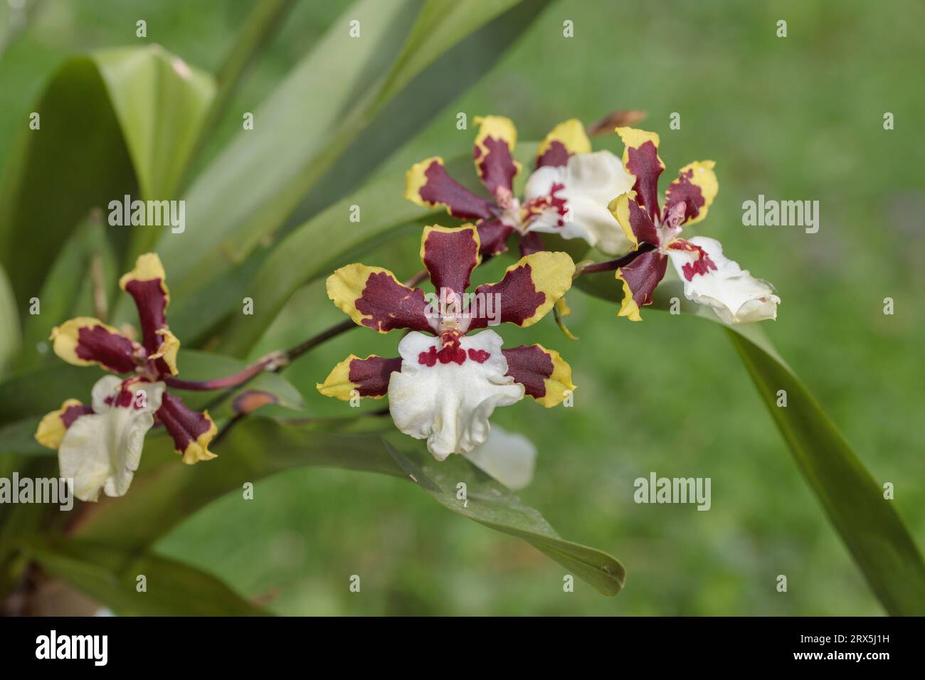 Blühende braune gelbe cambria-Orchidee. Stockfoto