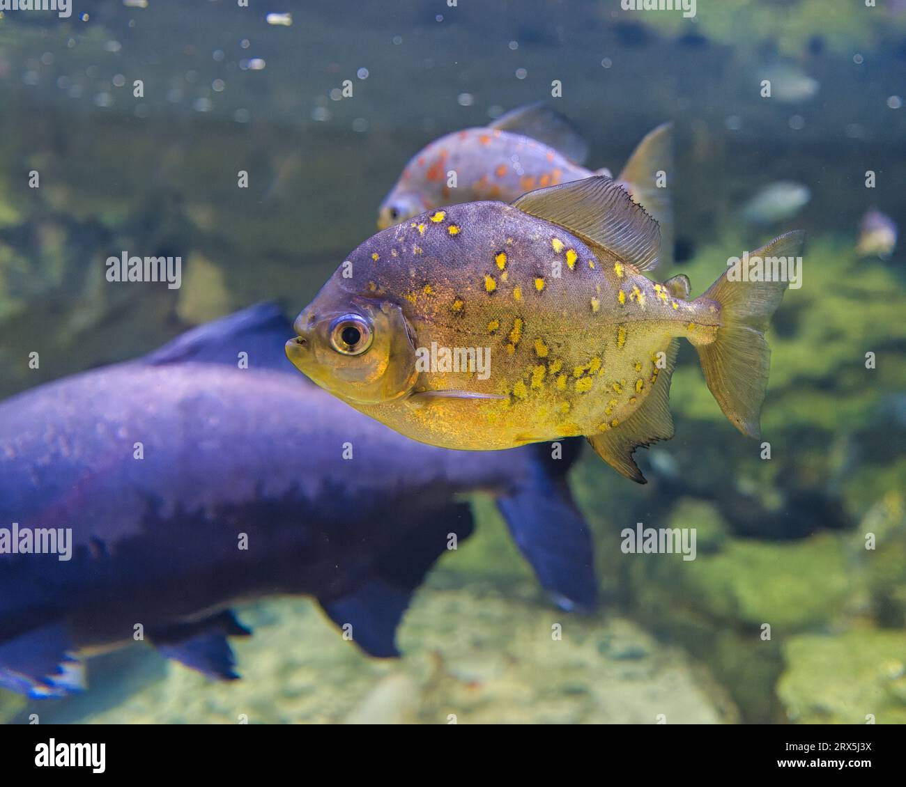 Der Rothakenmyleus, Myloplus rubripinnis, ist ein mittelgroßer bis großer, allesfressender Fisch der Familie der Serrasalmidae aus Südamerika Stockfoto
