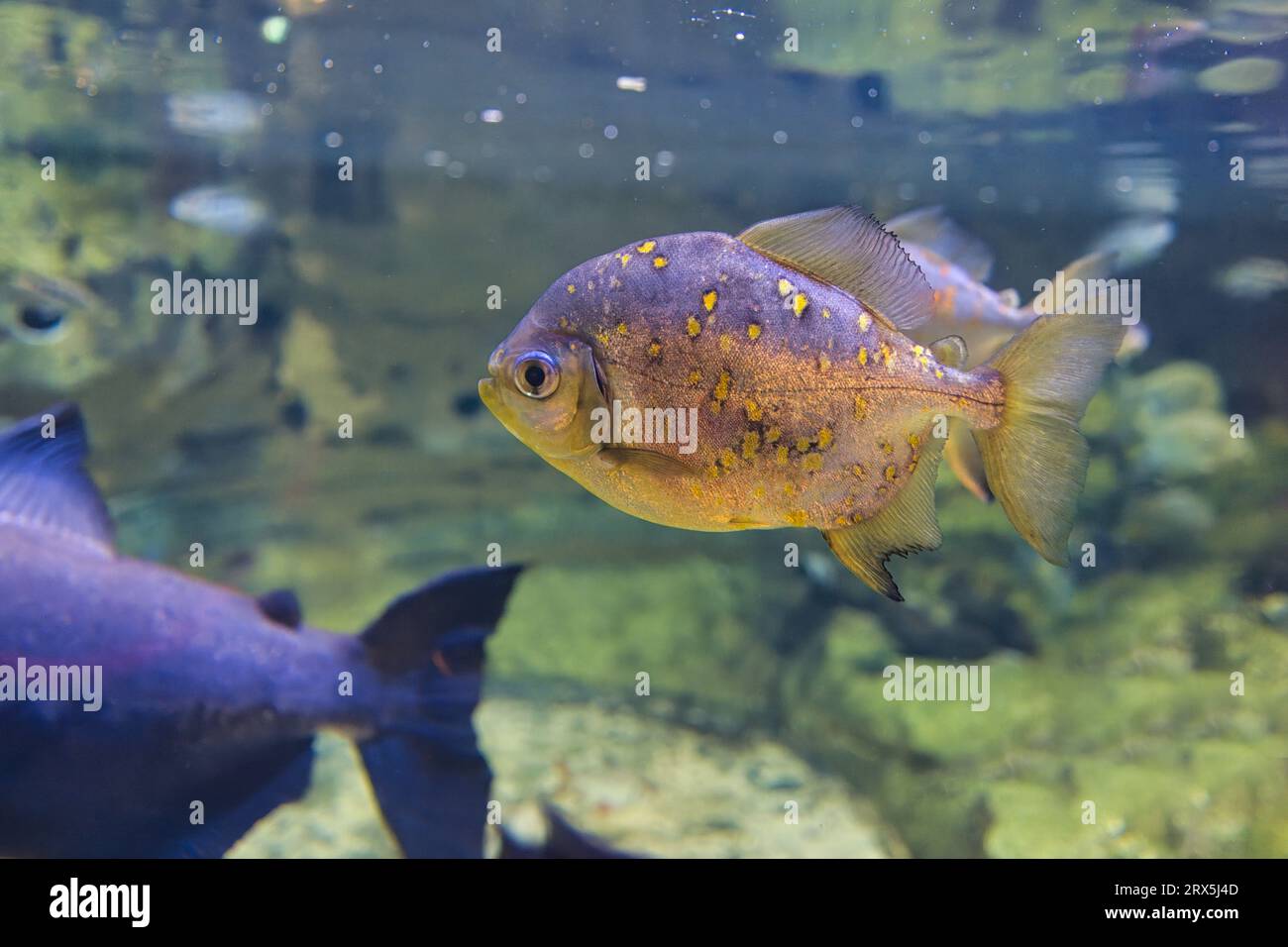 Der Rothakenmyleus, Myloplus rubripinnis, ist ein mittelgroßer bis großer, allesfressender Fisch der Familie der Serrasalmidae aus Südamerika Stockfoto