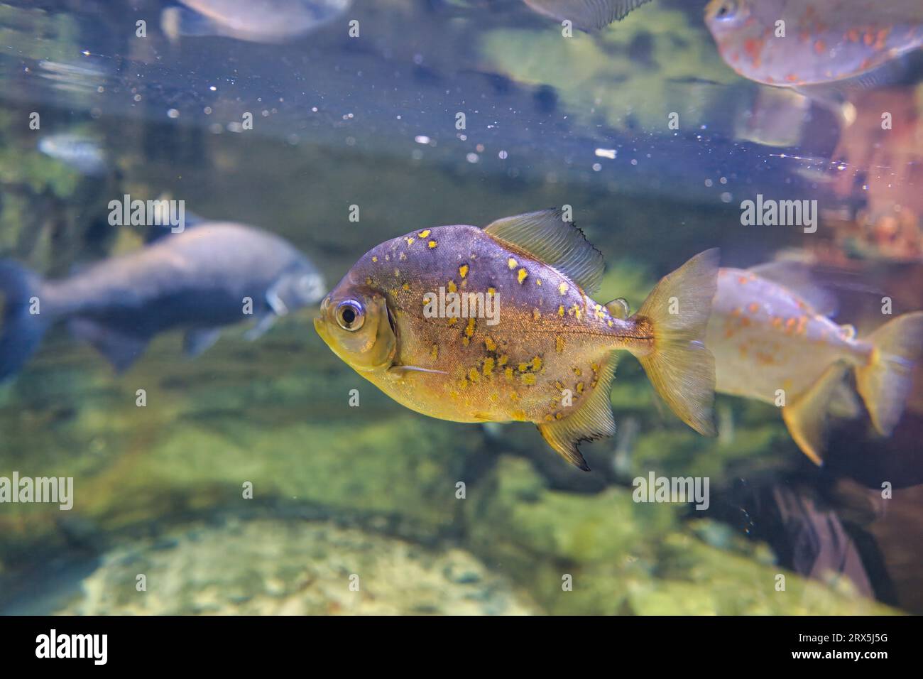 Der Rothakenmyleus, Myloplus rubripinnis, ist ein mittelgroßer bis großer, allesfressender Fisch der Familie der Serrasalmidae aus Südamerika Stockfoto