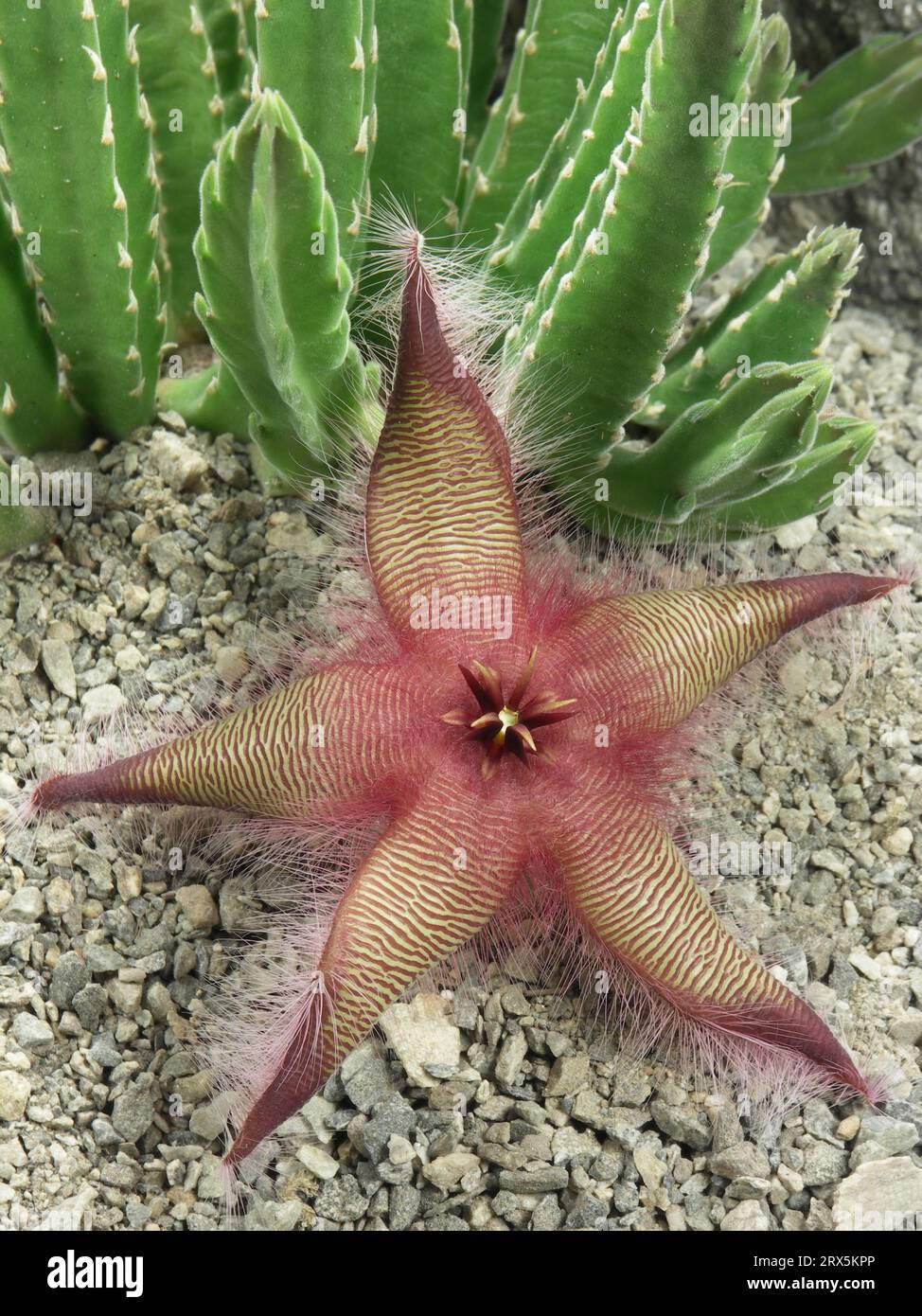keramik kaktus Blumentopf Kaktus große Augen mit Anhänger Blume – Pepper Pieps Keramik main image 1