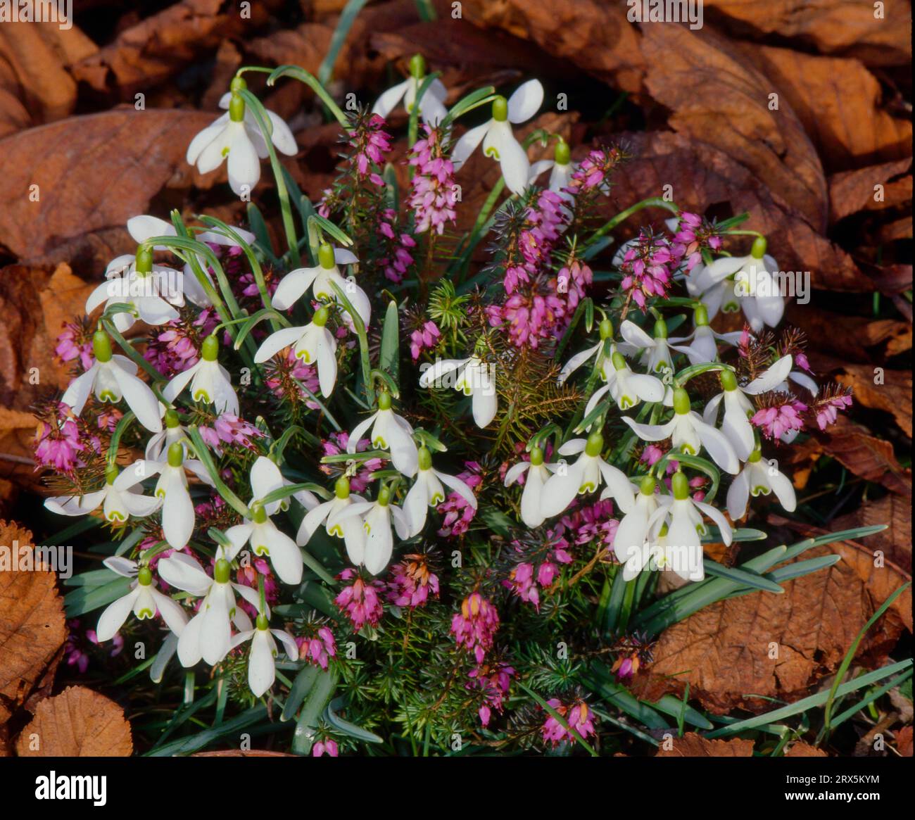 Schneeglöckchen mit Heidekraut (Erica), gewöhnliche Schneeglöckchen (Galanthus nivalis), Heidekraut, auch Heidekraut oder Heidekraut genannt, Schneeglöckchen, auch Winterheidekraut genannt Stockfoto