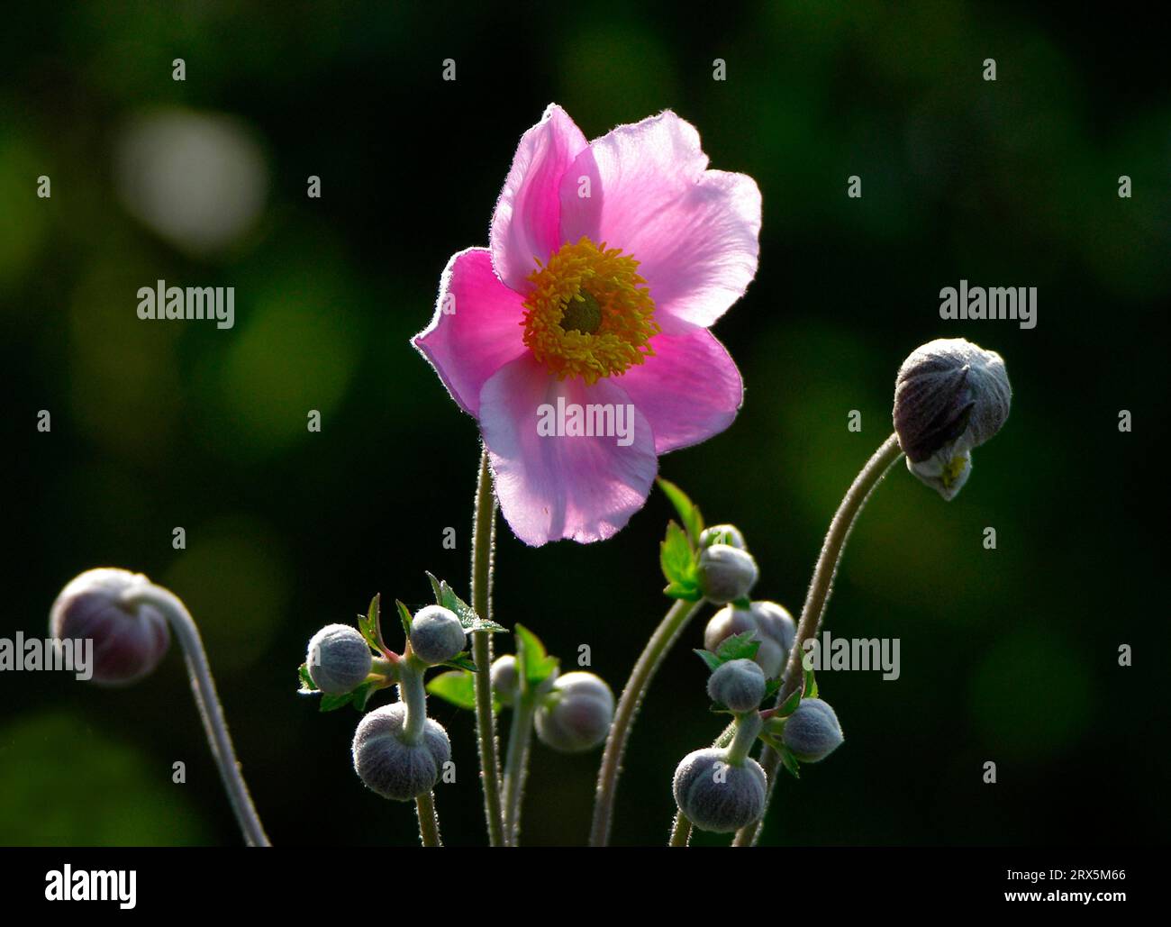 Anemone huphensis Japonica Hybrid Anemone hupehensis, Herbstanemone Stockfoto