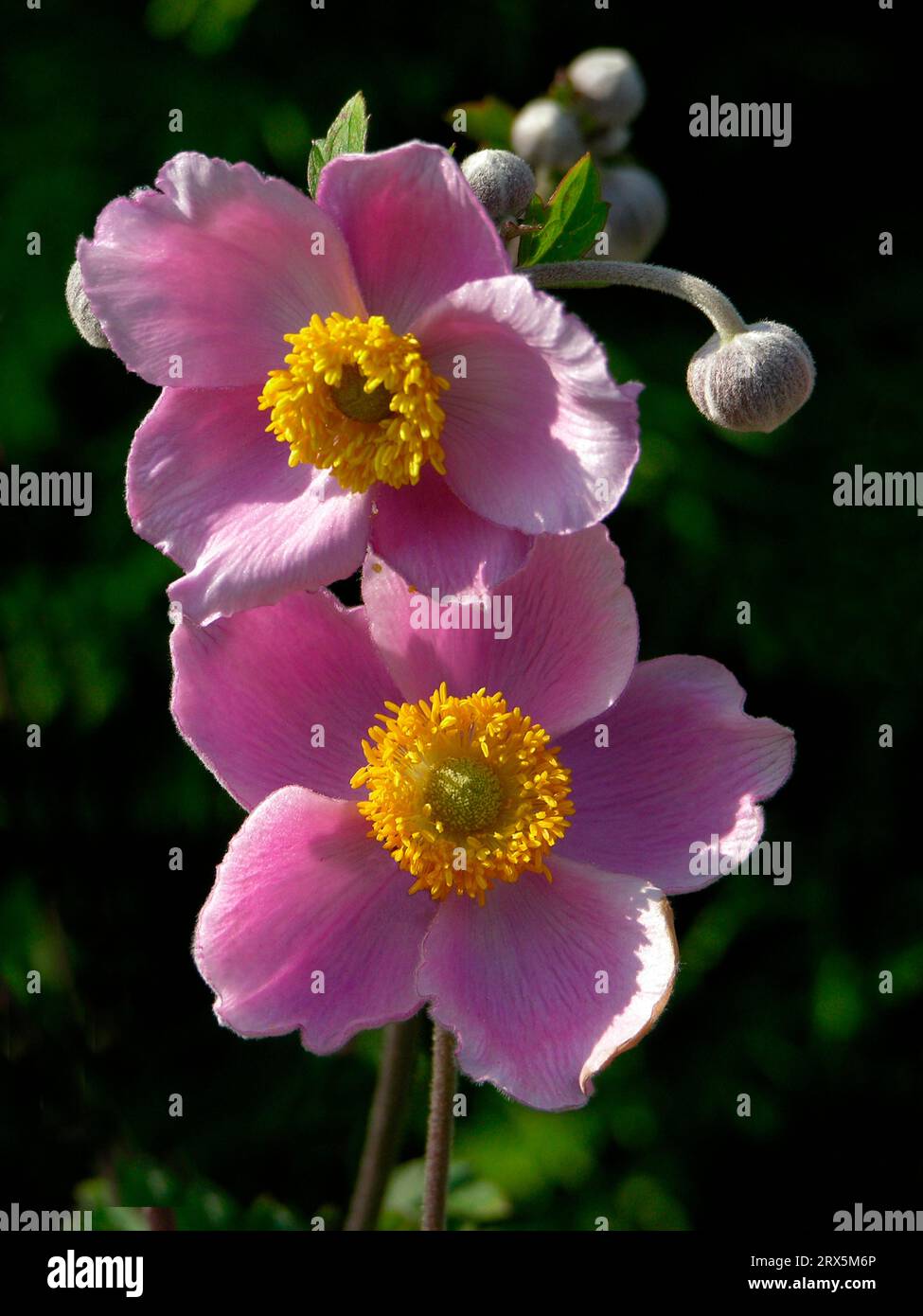 Anemone huphensis Japonica Hybrid Anemone hupehensis, Herbstanemone Stockfoto