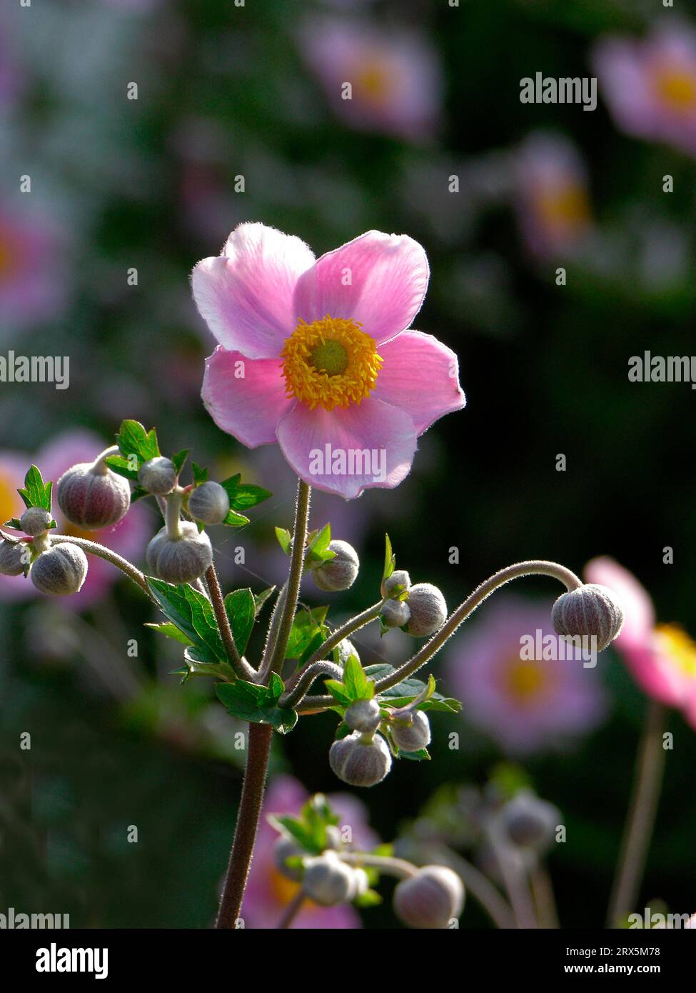 Anemone huphensis Japonica Hybrid Anemone hupehensis, Herbstanemone Stockfoto