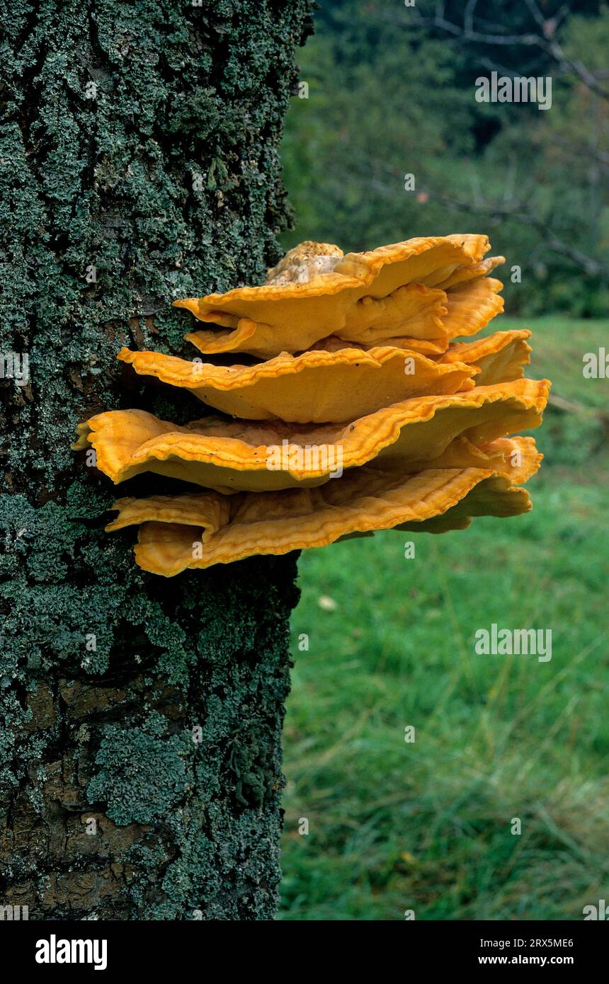 Schwefelporling, Schwefelpolypore (Laetiporus sultureus) Stockfoto