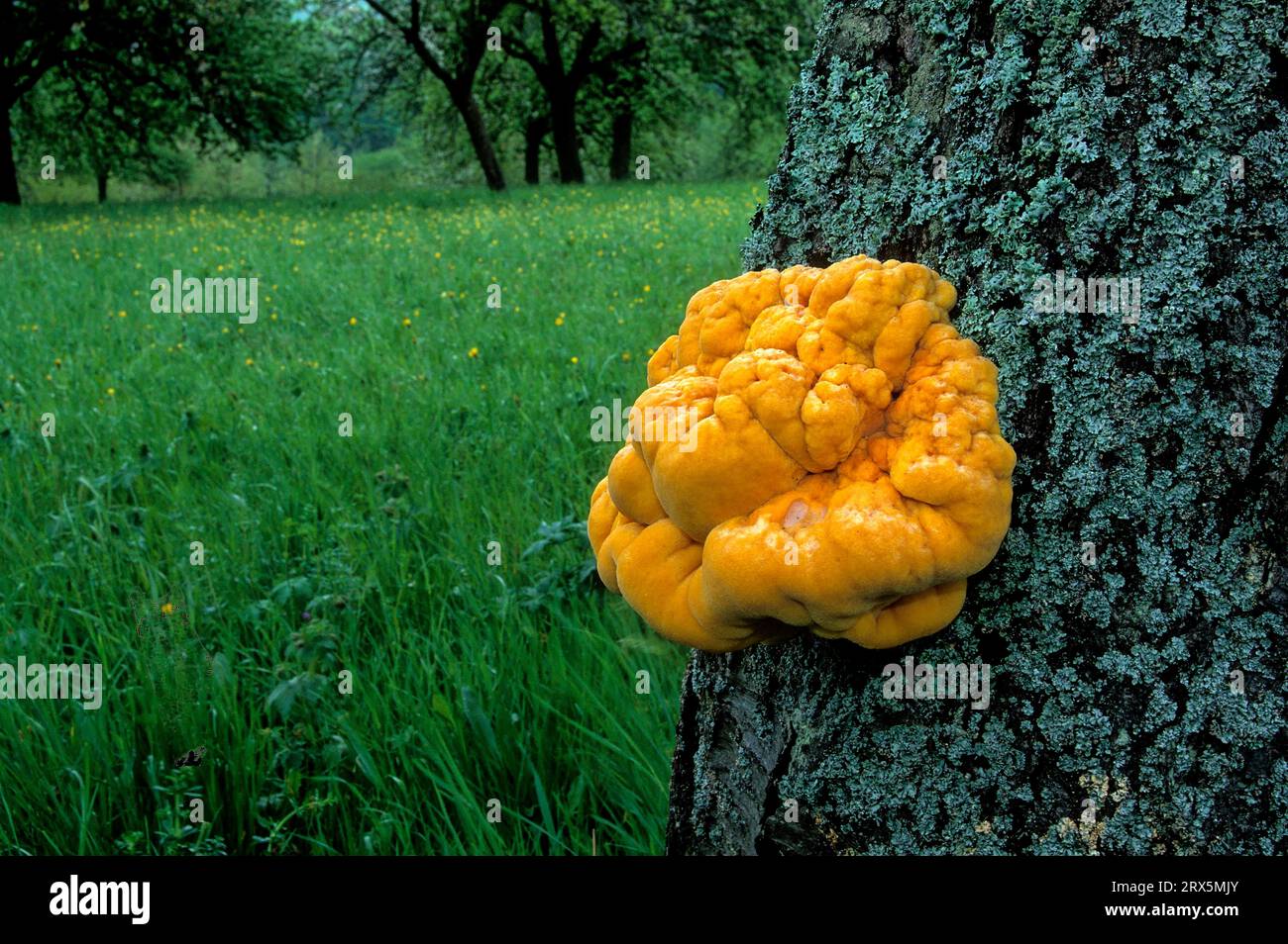 Schwefelporling, Schwefelpolypore (Laetiporus sultureus) Stockfoto