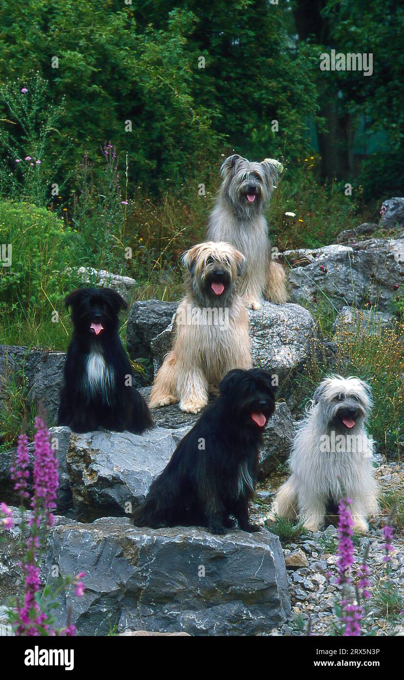 5 fünf auf Treppen, schwarz-weiße Berger der Pyrenäen, Pyrenäen-Schäferhund, vor kurzem, Pyrenäen-Schäferhund, 5 fünf auf Treppen, schwarz-weiß Stockfoto