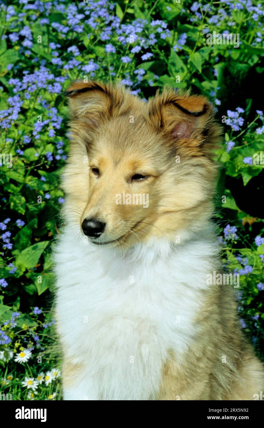 Sheltie, Welpe, 13 Wochen alter Shetland-Schäferhund Stockfoto