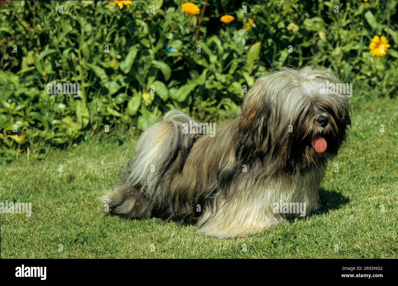 Lhasa Apso, Lhasa-Apso, Lhasa Terrier, Lion Dog, FCI, Standard Nr. 227, Tibetische Hunderasse Stockfoto