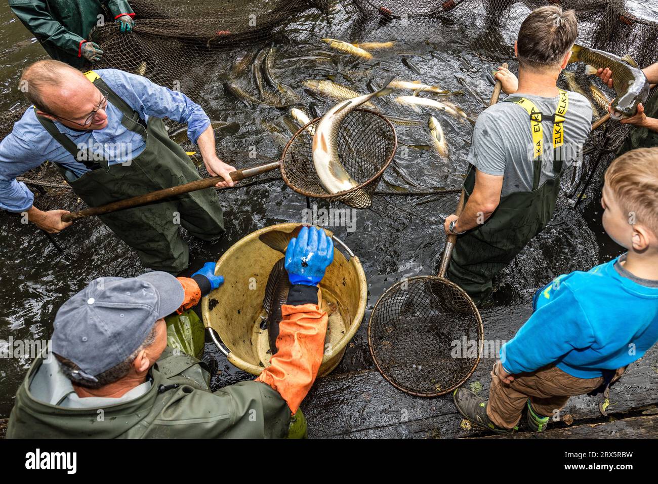 Rietschen, Deutschland. September 2023. Prominente Gäste helfen beim Fischen im Erlichthof Rietschen. Heute, Samstag, findet der Auftakt der Lausitzer Fischwochen 2023 in Oberlausitz und die Eröffnung der sächsischen Karpfensaison beim Natur- und Angelfest in Rietschen statt. Mehr als 1000 Teiche gehören zur Oberlausitzer Heide- und Teichlandschaft, wo seit dem 13. Jahrhundert Karpfen und andere Fische wachsen. Quelle: Frank Hammerschmidt/dpa/Alamy Live News Stockfoto