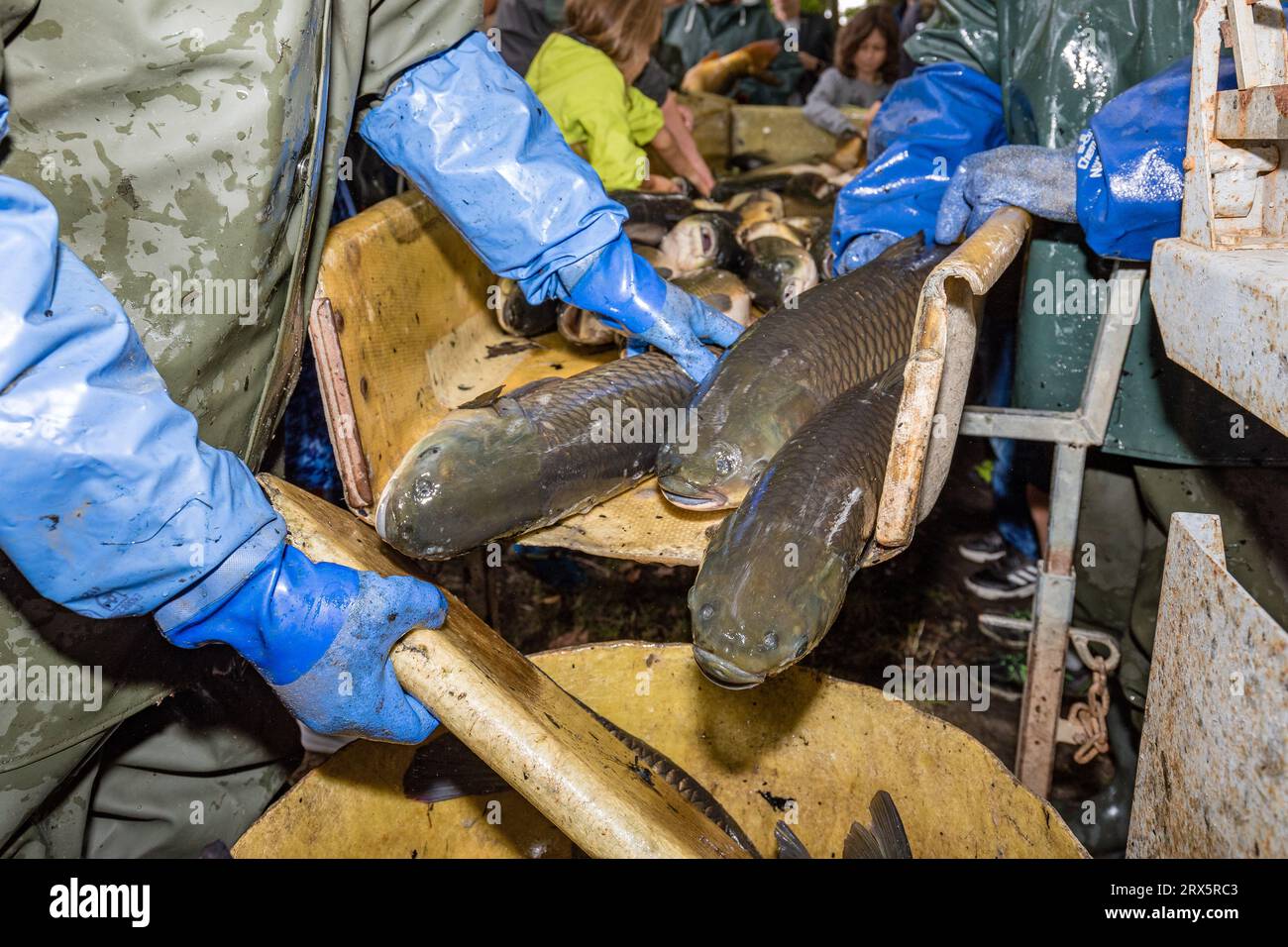 Rietschen, Deutschland. September 2023. Fisch wird für den Transport gewogen. Heute, Samstag, findet der Auftakt der Lausitzer Fischwochen 2023 in Oberlausitz und die Eröffnung der sächsischen Karpfensaison beim Natur- und Angelfest in Rietschen statt. Mehr als 1.000 Teiche gehören zur Oberlausitzer Heide- und Teichlandschaft, wo seit dem 13. Jahrhundert Karpfen und andere Fische wachsen. Quelle: Frank Hammerschmidt/dpa/Alamy Live News Stockfoto