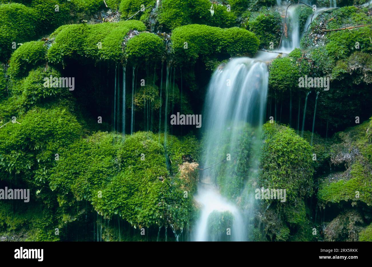 Der Wasserfall auf der Schwäbischen Alb fließt über ein bewachsenes Mooskissen talabwärts Stockfoto