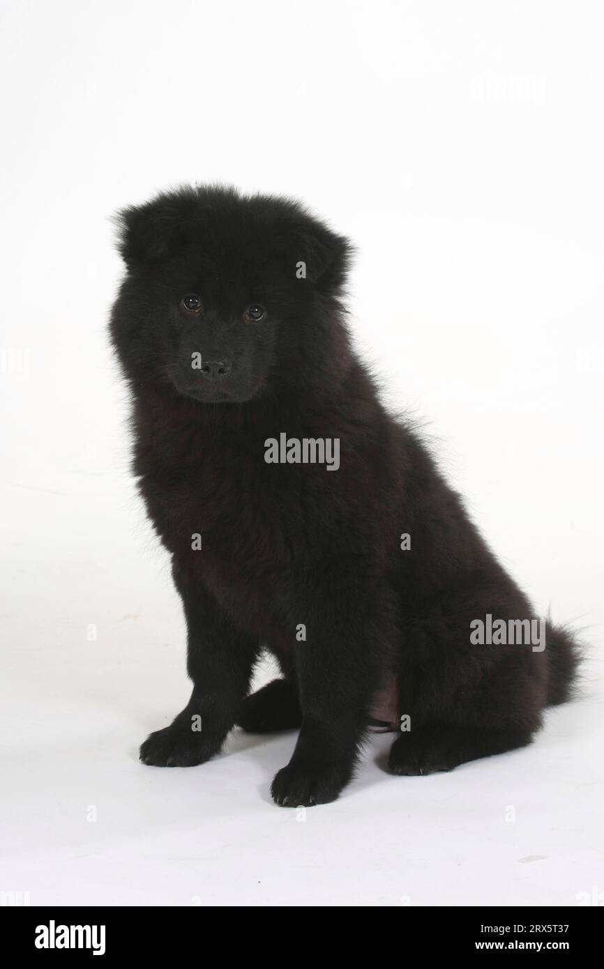 Eurasier, Welpe, 14 Wochen Stockfoto