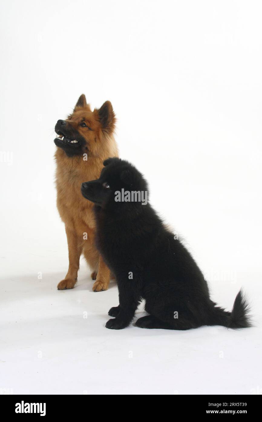 Eurasier mit Welpe, 14 Wochen Stockfoto