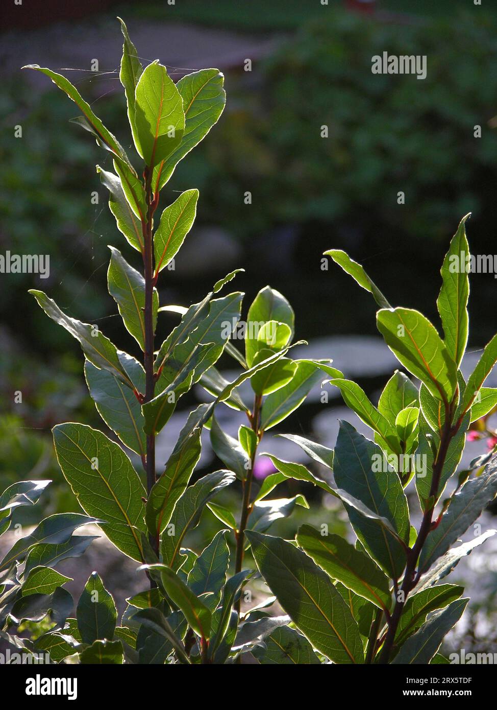 Küchengewürz, Lorbeer (Laurus nobilis), echter Lorbeer, auch edler Lorbeer oder GewürzLorbeer, blühend im Garten Stockfoto