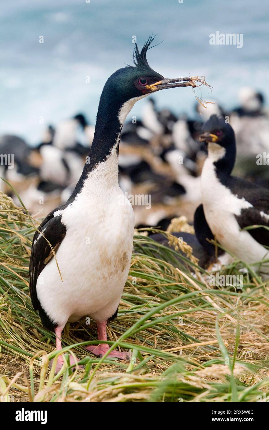 Auckland Island Shag-Kolonie, Enderby Island, Auckland Islands, Neuseeland (Phalacrocorax colensoi) Stockfoto