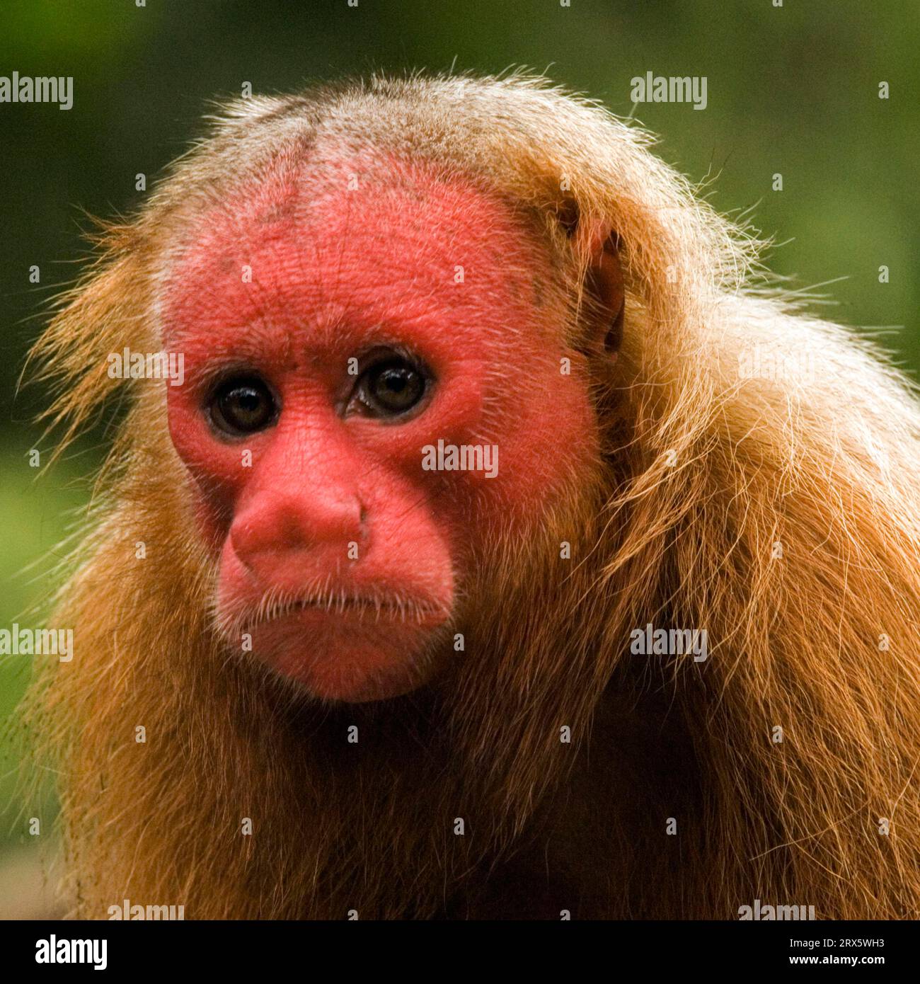 Glatze Uakari (Cacajao calvus rubicundus), goldener Uakari, scharlachfarbenes Gesicht, Brasilien Stockfoto