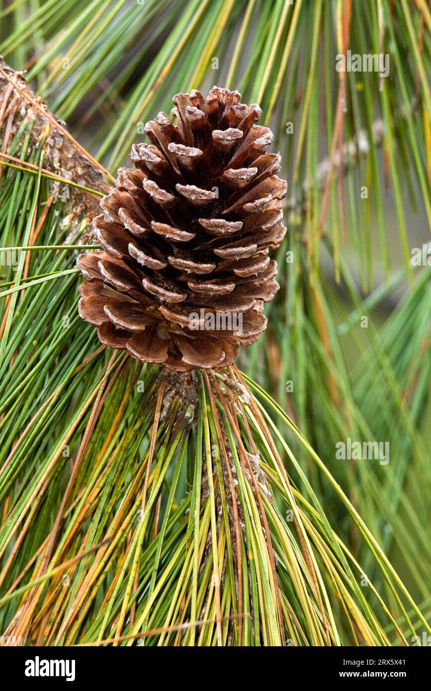 Karibik (Pinus elliottii) Kiefer, Kegel, Audubon Corkscrew Swamp Wildlife Sanctuary, Florida, Mittelamerikanische Kiefer, Elliott's Pine, USA Stockfoto