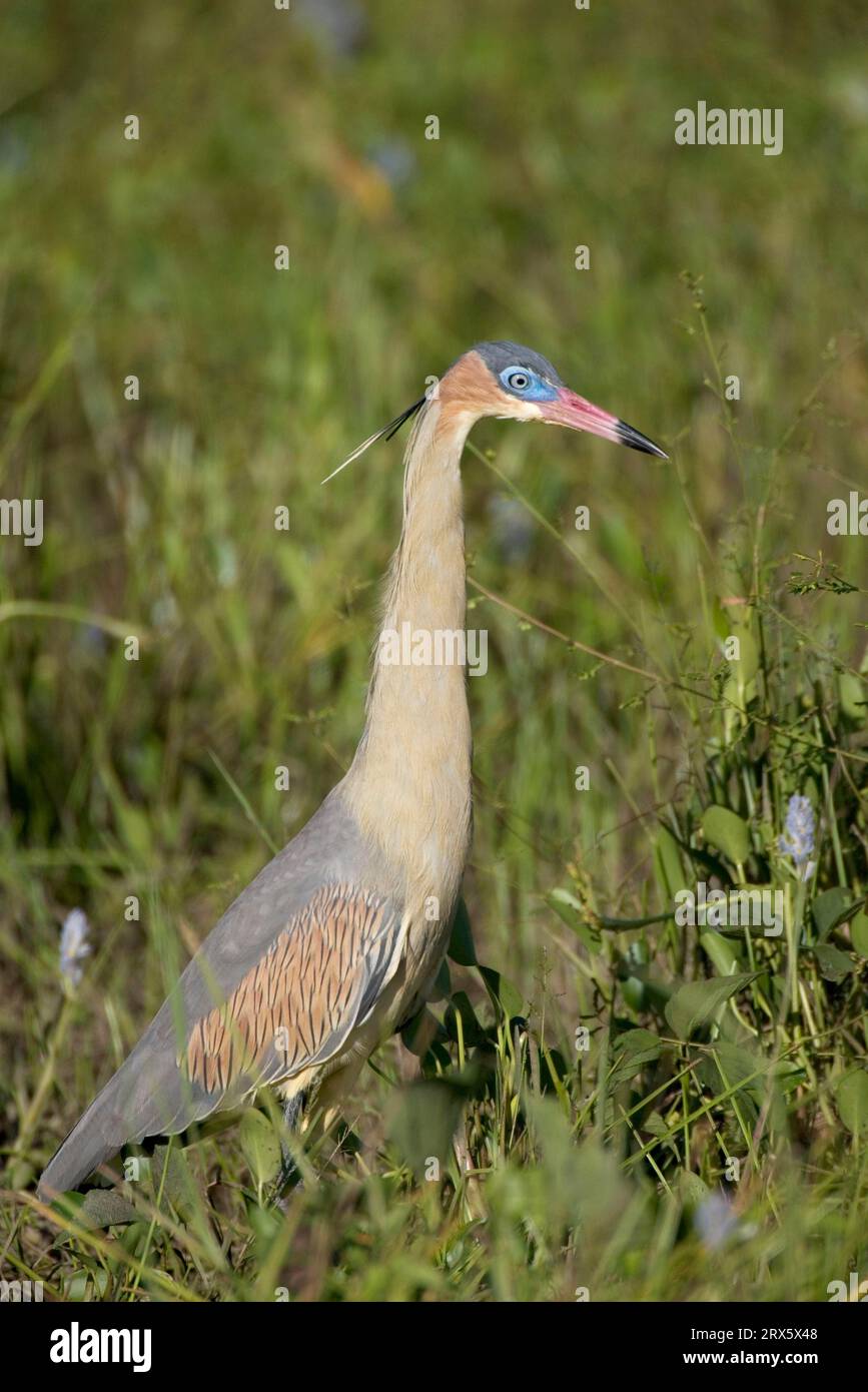 Pfeifreiher (Syrigma sibilatrix), Pantanal, Reiher, lateral, Brasilien Stockfoto