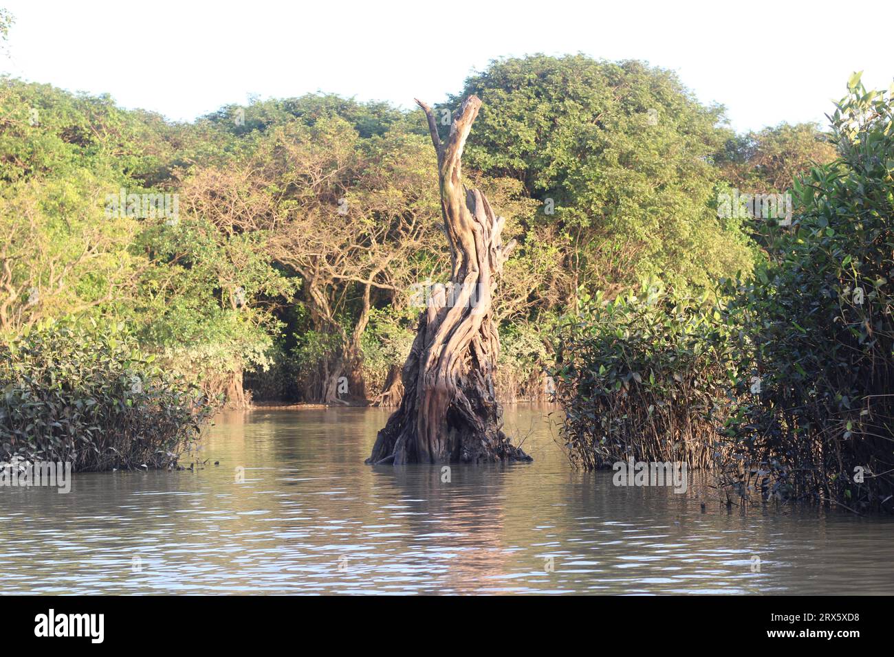 Fotos von Pflanzenleben in Mangrovensümpfen Stockfoto