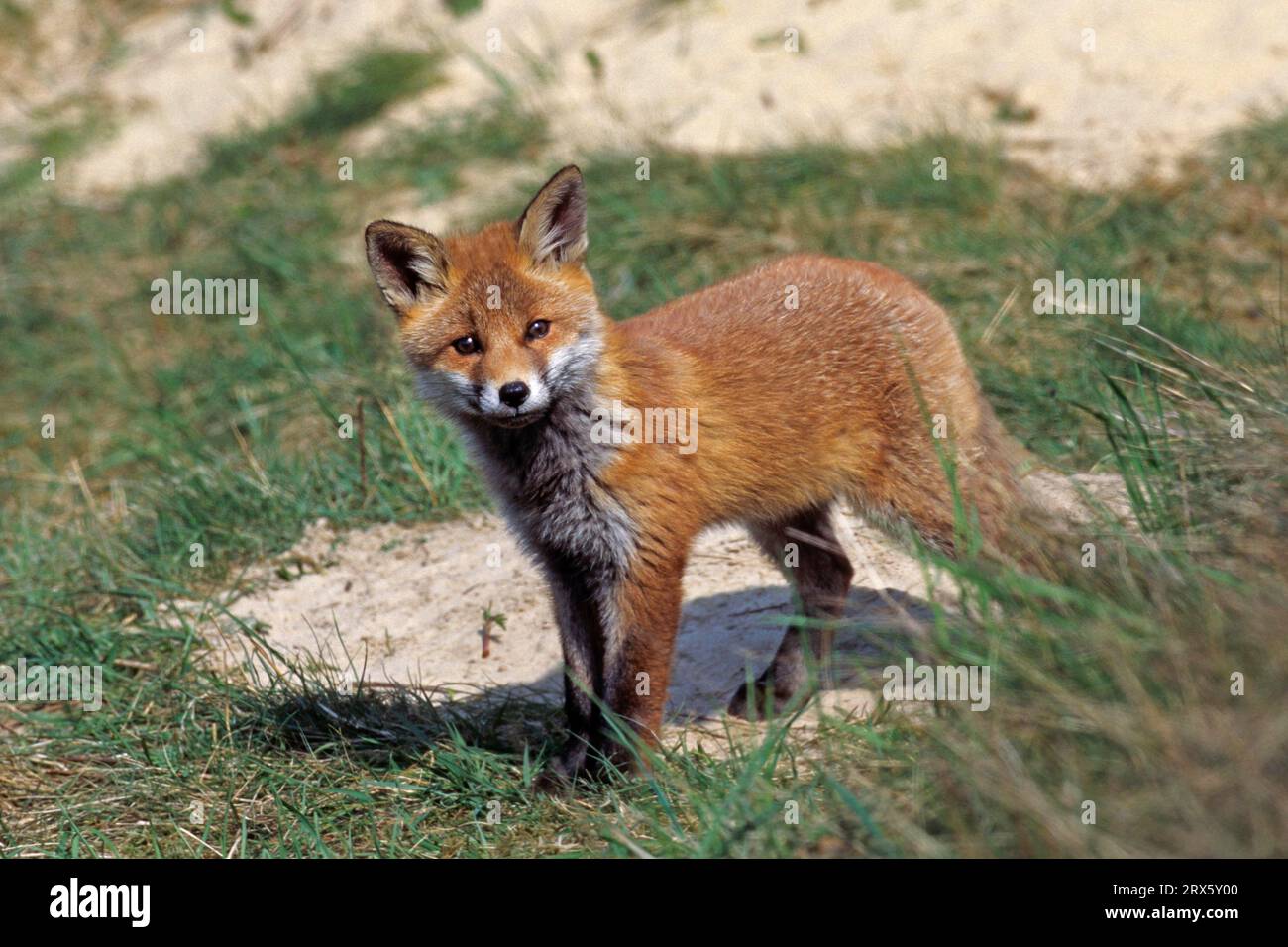 Rotfuchs (Vulpes vulpes), während der ersten 2 bis 3 Wochen nach der Geburt, ernährt das Männchen das Weibchen (Foto Rotfuchsjunge vor der Höhle), Rotfuchs Stockfoto