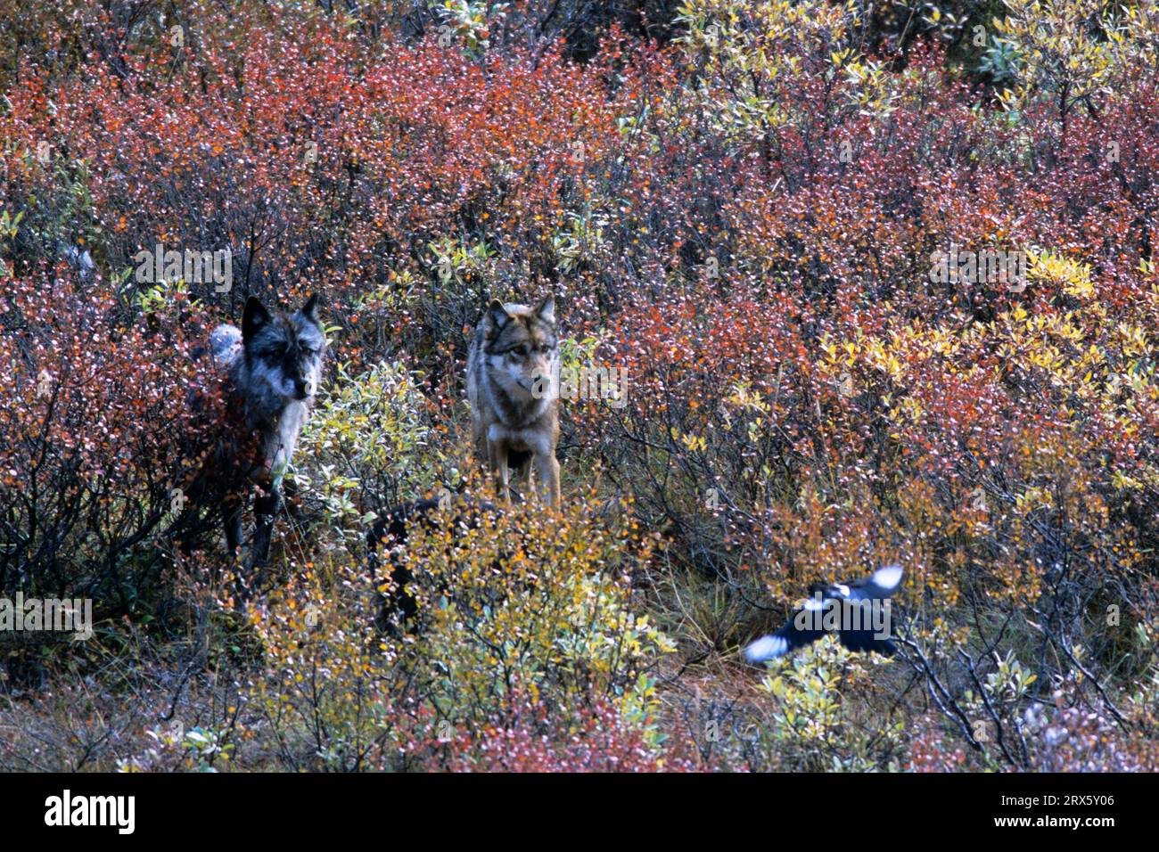 Wölfe sind sehr gesellige Tiere (Mackenzie Wolf) (Foto Wölfe bei einem Fresh Dall Sheep Kill), Grauer Wolf ist ein geselliges Tier (Grauer Wolf) (Foto Wölfe bei Stockfoto