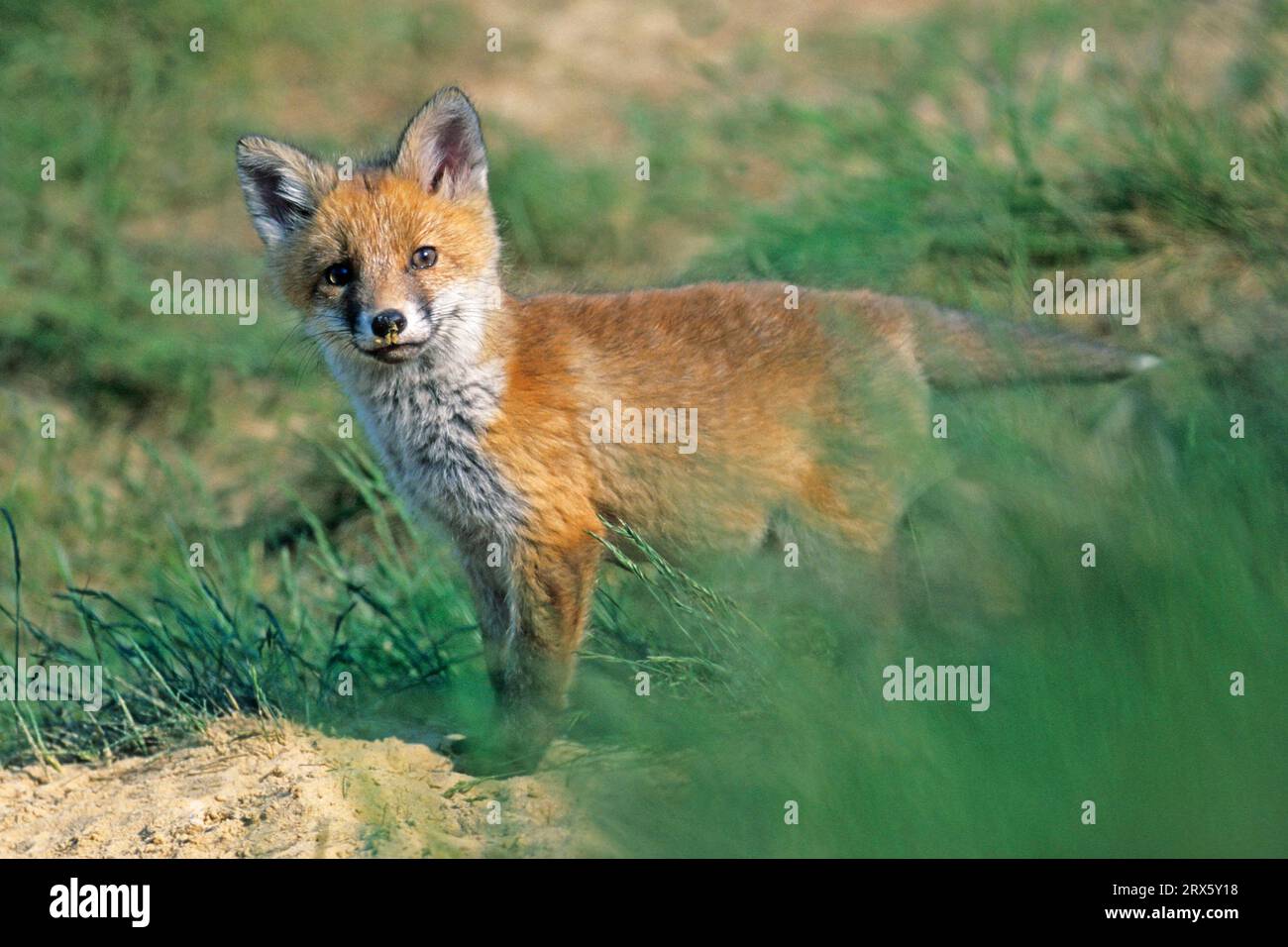 Rotfüchse (Vulpes vulpes) sind Territorialtiere (Foto Jungfuchs), Rotfuchs ist ein Territorialtier (Foto Rotfuchs-Kit) Stockfoto