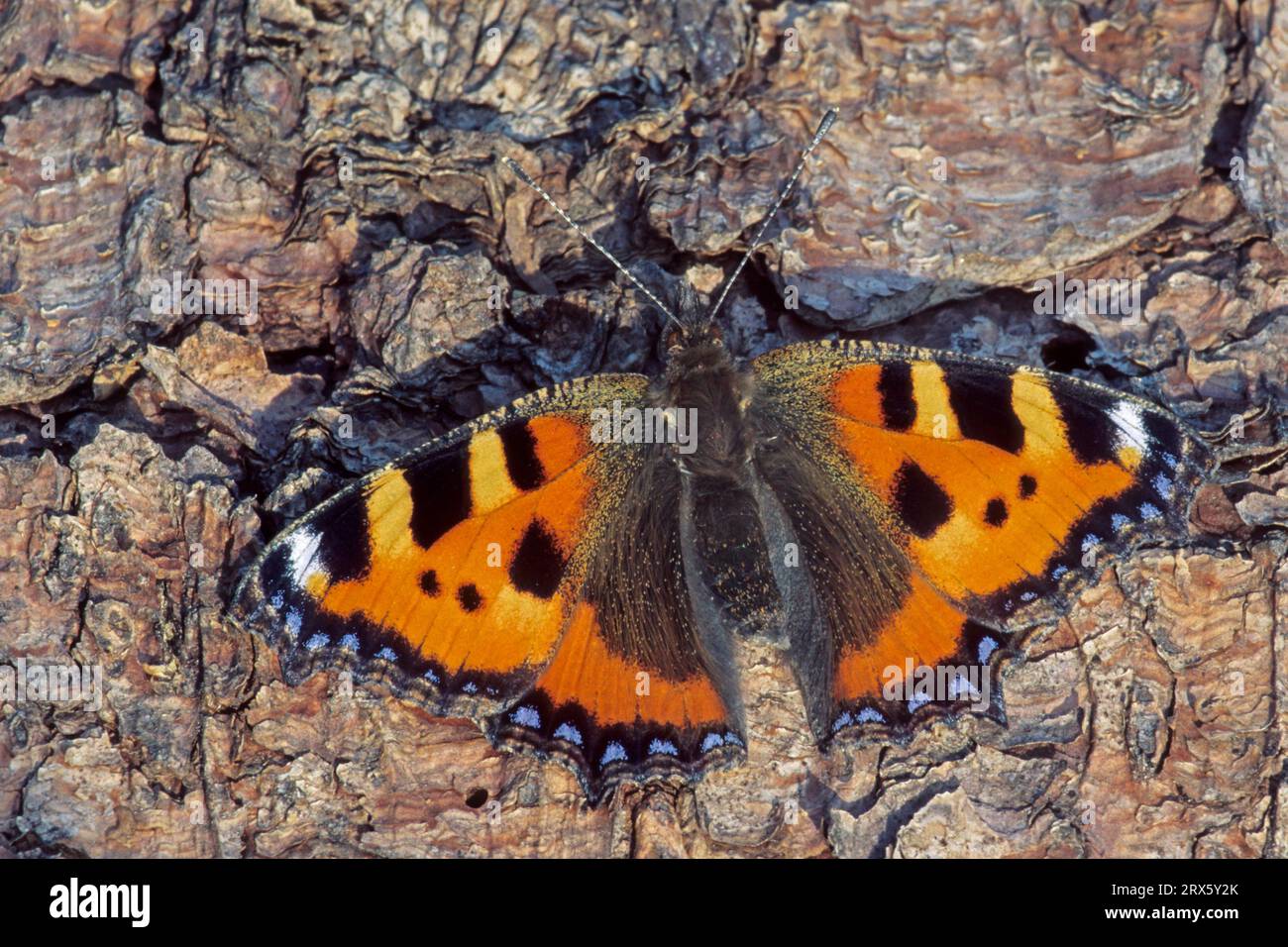 Kleine Schildpatt (Aglais urticae) ist ein bunter, mittelgroßer europäischer Schmetterling (Foto kleine Schildpatt auf Baumrinde), kleine Schildpatt ist Stockfoto