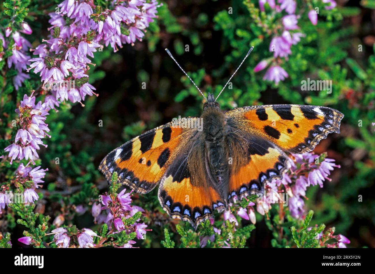Kleine Schildpatt (Aglais urticae) ist der nationale Schmetterling Dänemarks (Foto kleine Schildpatt auf gemeiner Heide), kleine Schildpatt ist der Stockfoto
