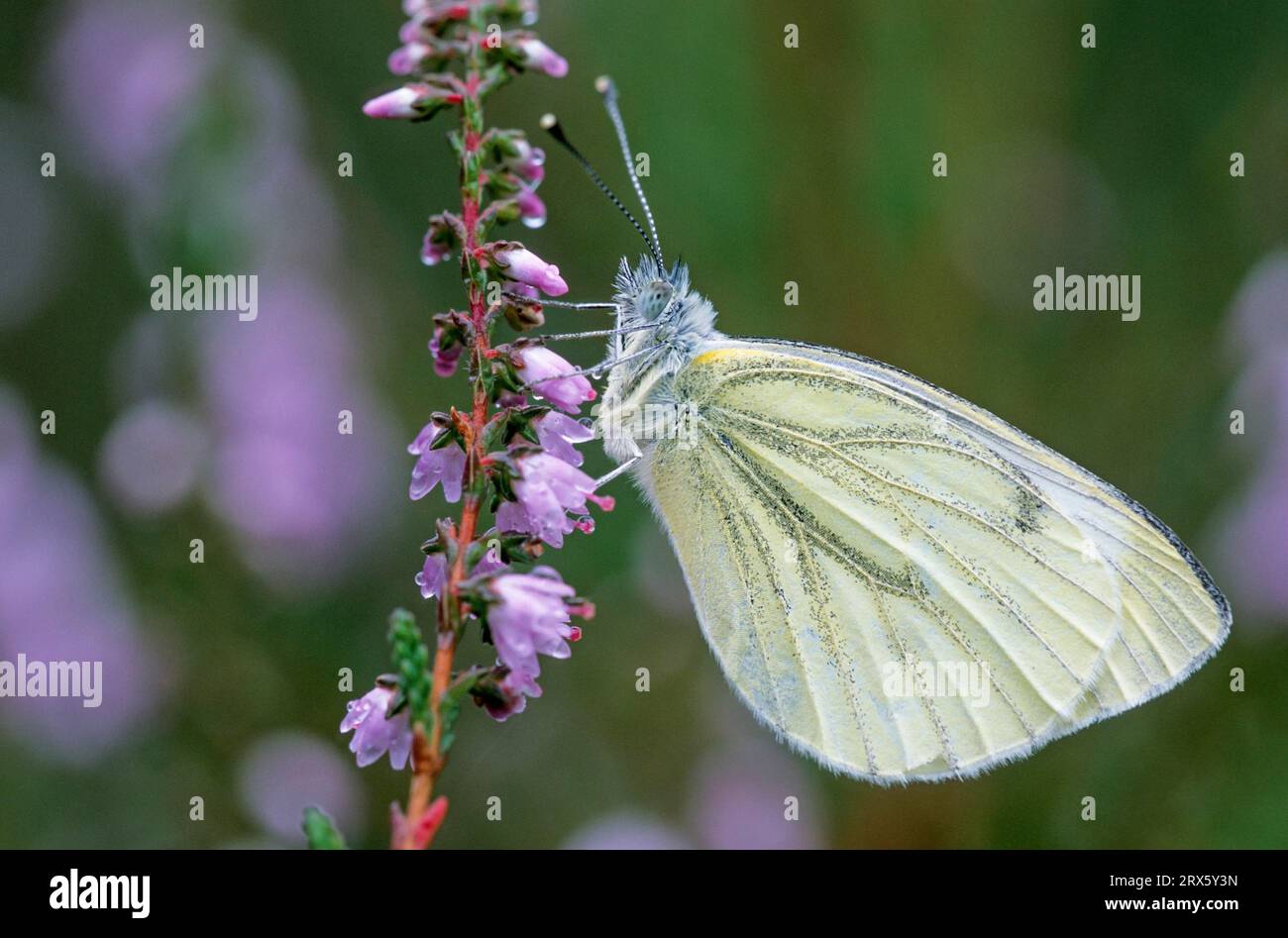 Der grüngeäderte Weiße (Pieris napi) ist eine weit verbreitete und häufig vorkommende Schmetterlingsart in Europa und Asien (Foto männlich auf dem Gemeinen Heidekraut), grün-geäderter Weißer Stockfoto