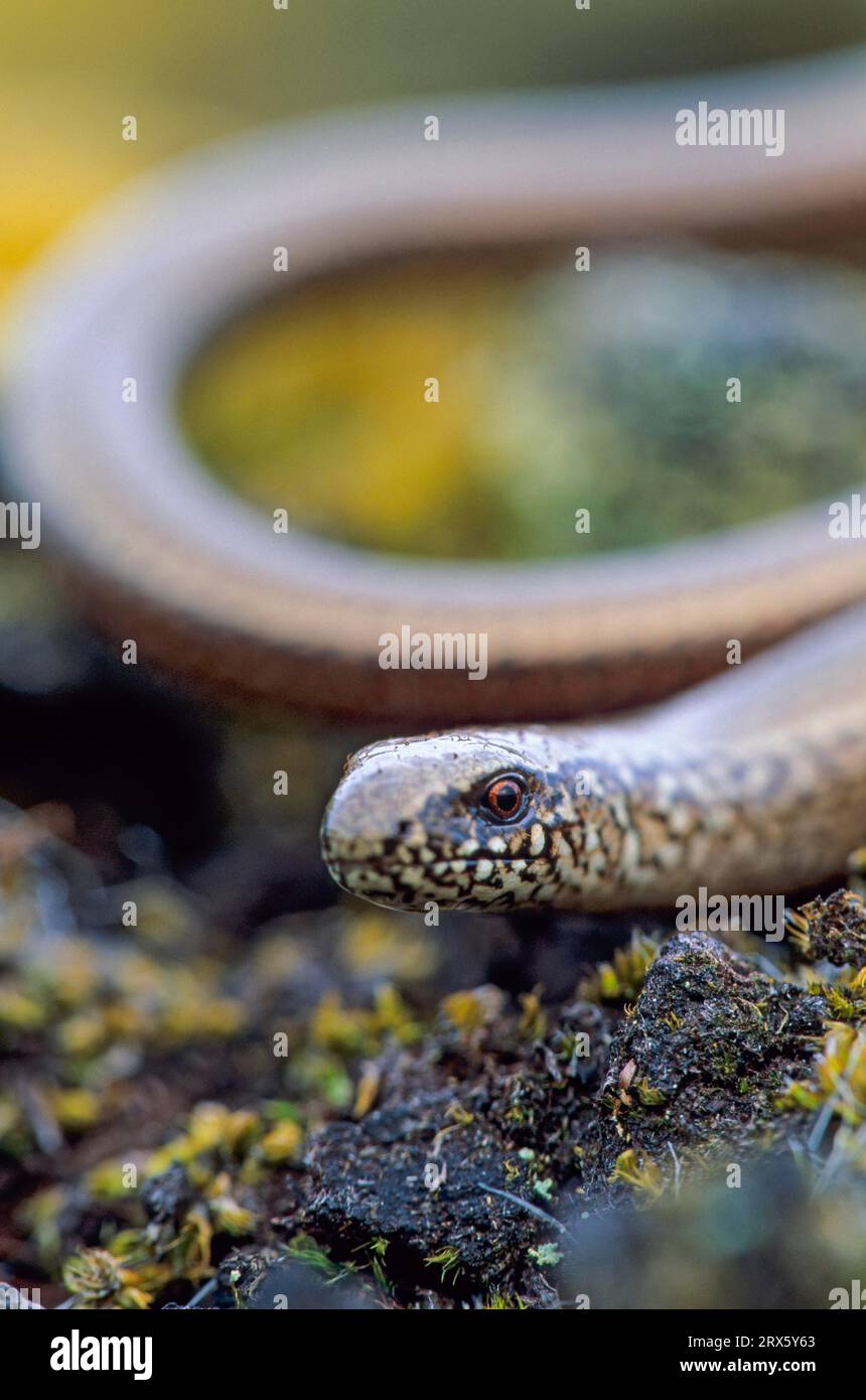 Slow Worm die Eidechsen werden oft wegen der fehlenden Beine mit Schlangen (Blindwurm) verwechselt, aber es ist eine Eidechse, Slow Worm die Eidechsen sind oft Stockfoto