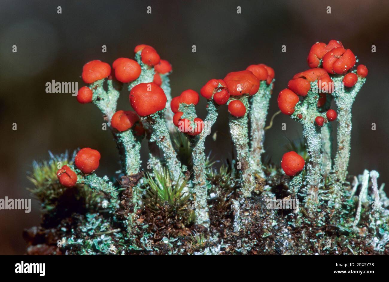 Cladonia floerkeana die Apothecia ist auffällig rot und relativ groß, die grimmigen britischen Soldaten flechten die Apothecia sind rot und groß (Bengalen) Stockfoto