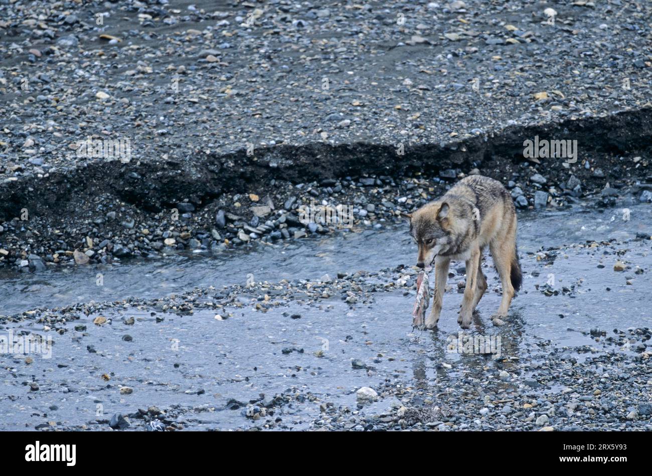Grauer Wolf (Canis Lupus), der sich am Riss eines Rentiers (Rangifer tarandus) (Wolf) (Mackenzie Wolf), grauer Wolf, der sich bei einem Caribou-Kill ernährt (Grau) Stockfoto