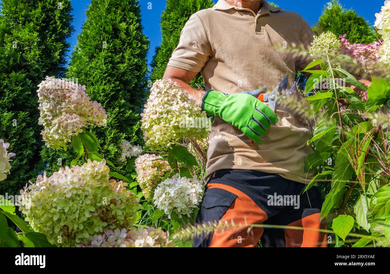 Kaukasischer professioneller Gärtner, der sich während der Spätsommersaison um Hortensienblumen kümmert Stockfoto