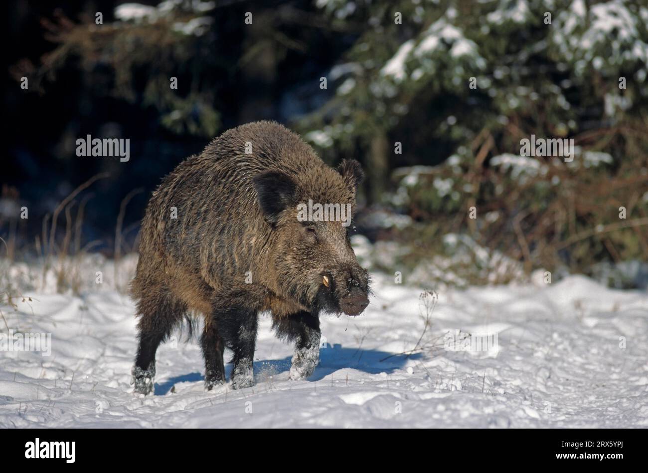 Wildschwein (Sus scrofa), der eine verschneite Waldwiese überquert (Wildschwein) (Feral Pig) Stockfoto