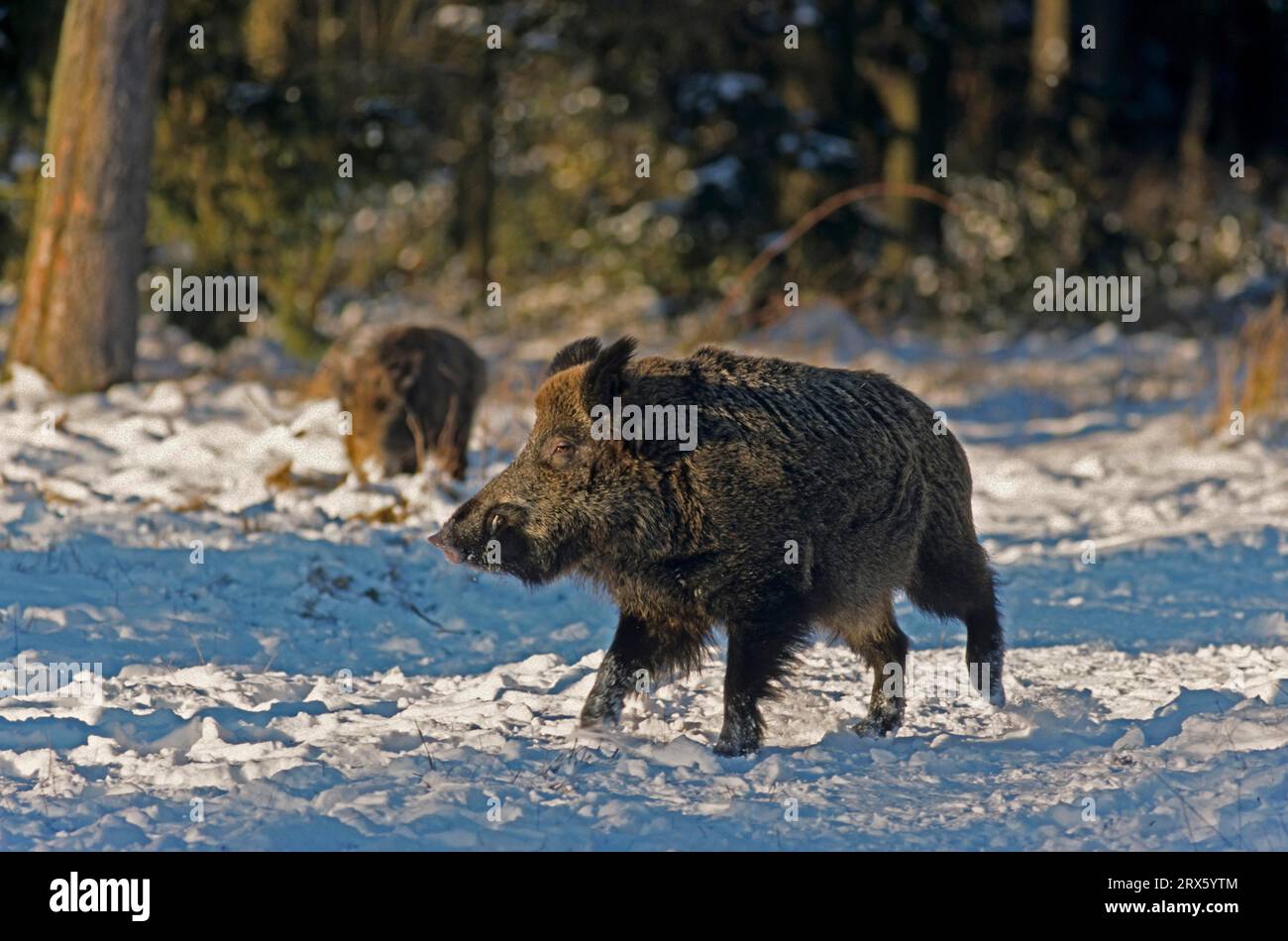 Wildschwein (Sus scrofa) Stoßdämpfer im Winter über eine Waldwiese (Wildschwein) (Feral Pig) Stockfoto