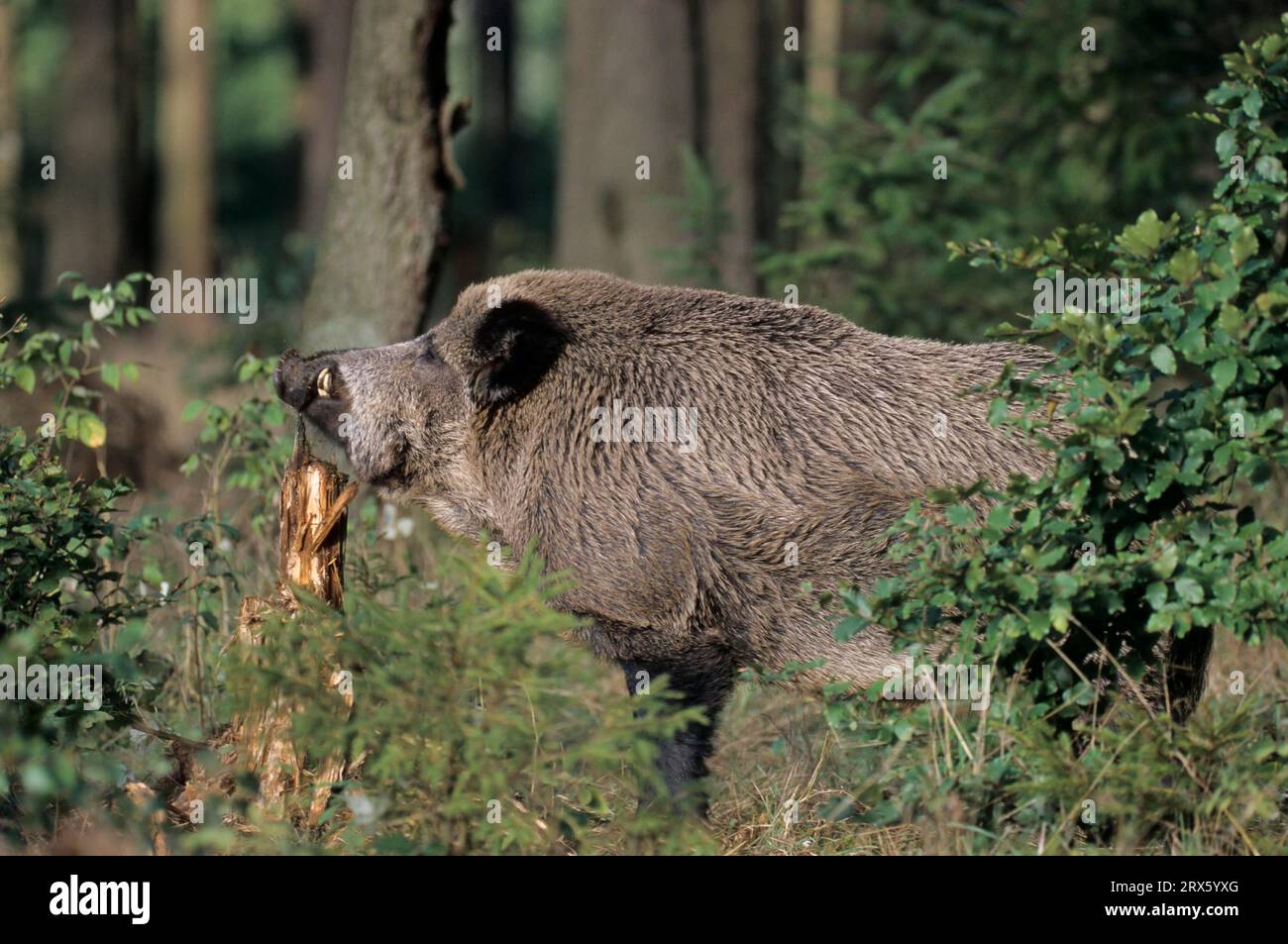 Wildschweintusker bezeichnet sein Gebiet (Wildschwein) (Europäisches Eber), Wildschweintusker bezeichnet sein Gebiet (Wildschwein) (Europäisches Eber) Stockfoto