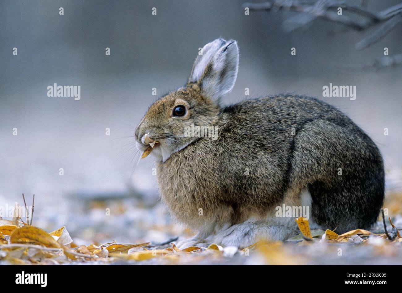 Schneeschuhhase (Lepus americanus) Weidenblätter füttern, variierender Hase Weidenblätter füttern (Schneeschuhhase) (Schneeschuhhhase) Stockfoto