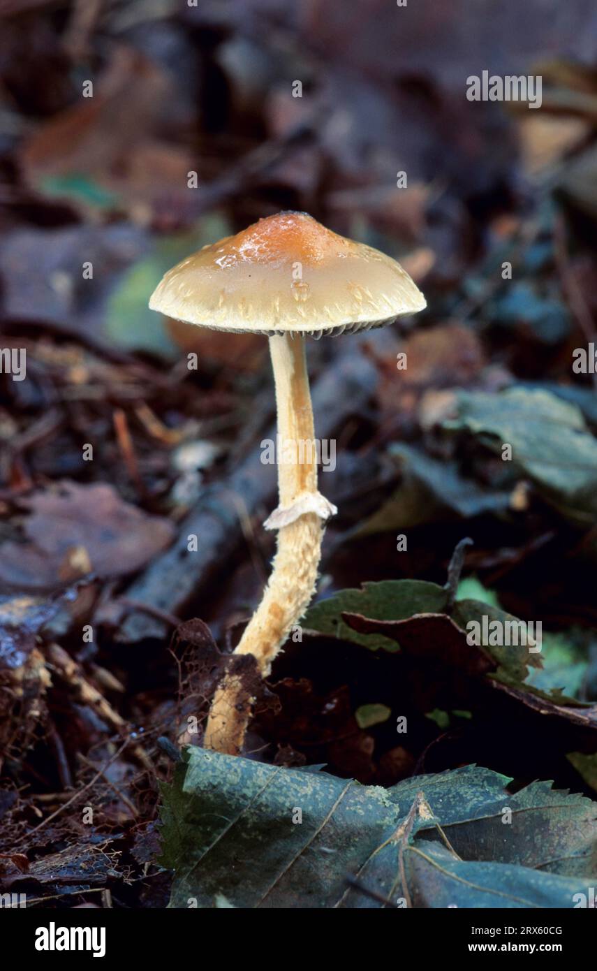 Schuppiger Traeuschling im Herbst zwischen Allenlaub, Roundhead im Herbst zwischen Erlenblättern Stockfoto