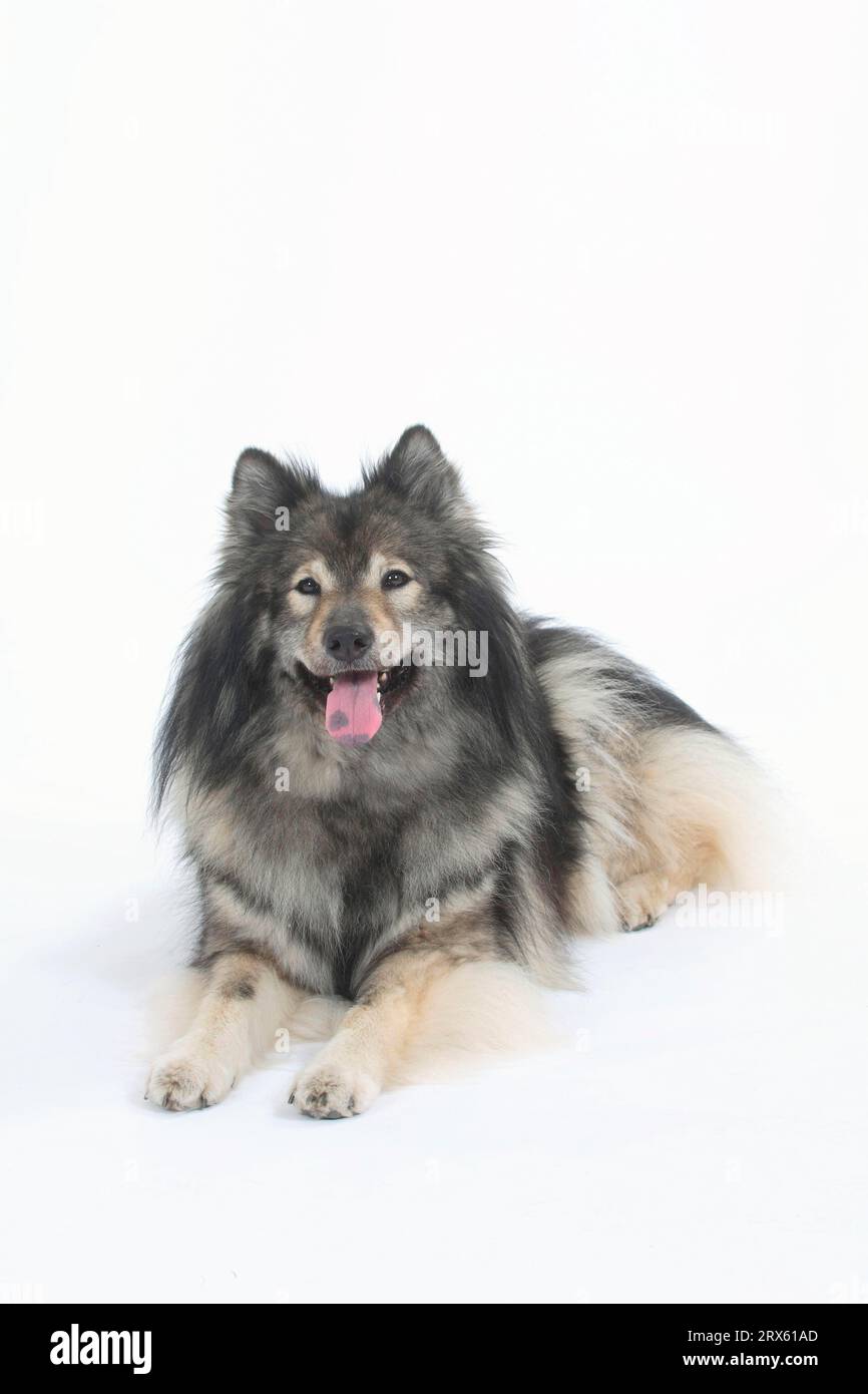 Eurasier Stockfoto