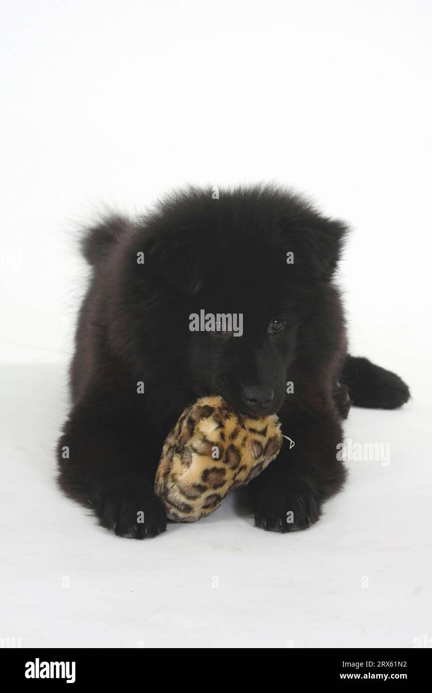 Eurasier, Welpe, 14 Wochen, mit Spielzeug Stockfoto