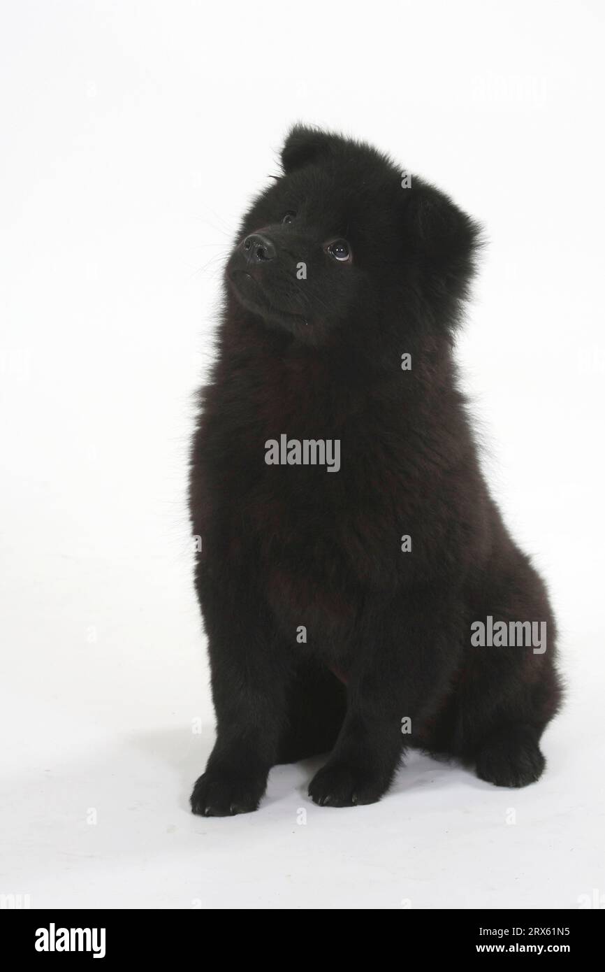 Eurasier, Welpe, 14 Wochen Stockfoto