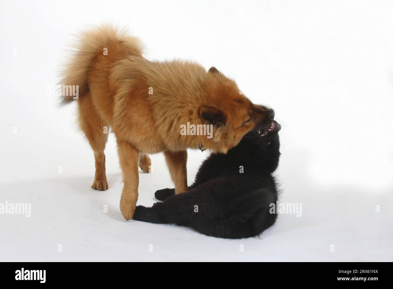 Eurasier mit Welpe, 14 Wochen Stockfoto