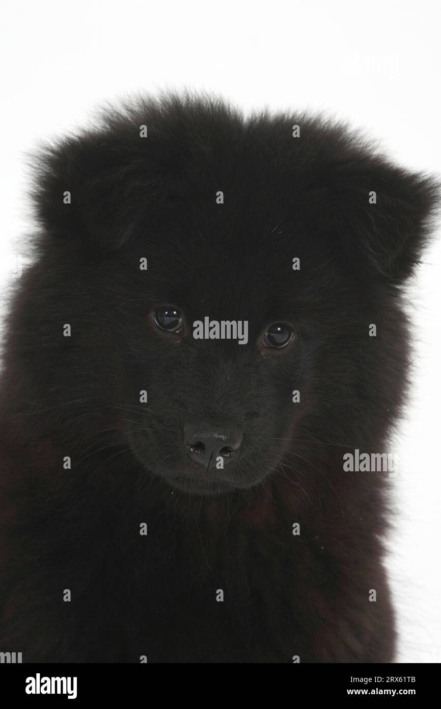 Eurasier, Welpe, 14 Wochen Stockfoto