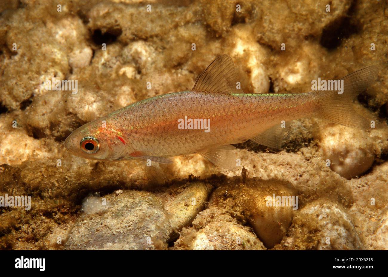 Europäischer Chub (Leuciscus cephalus), juvenile, Bayern, lateral, Deutschland Stockfoto