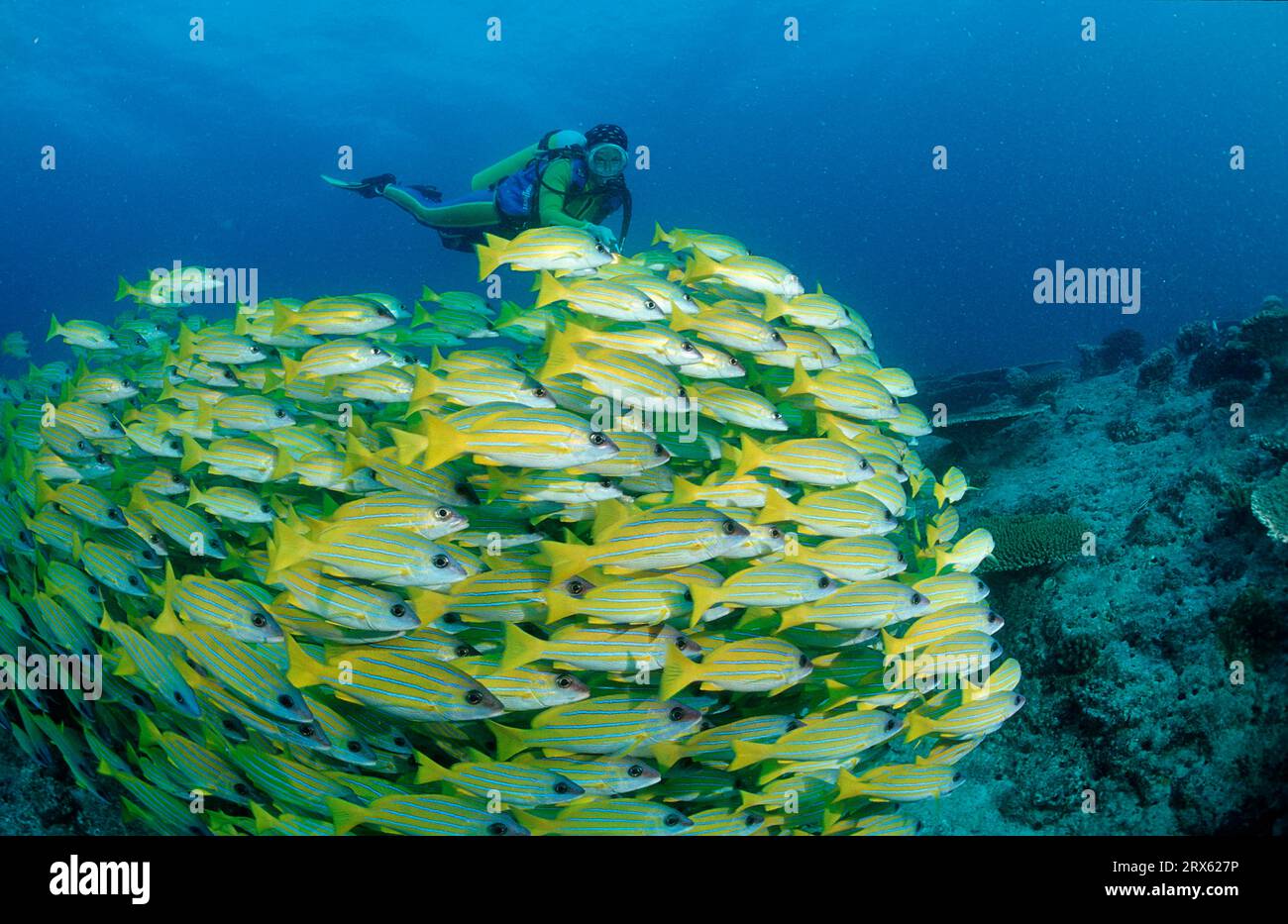 Fünf-Streifen-Snapper und Taucher, Ari Atoll (Lutjanus quinquelineatus), fünf-Streifen-Snapper, Malediven Stockfoto