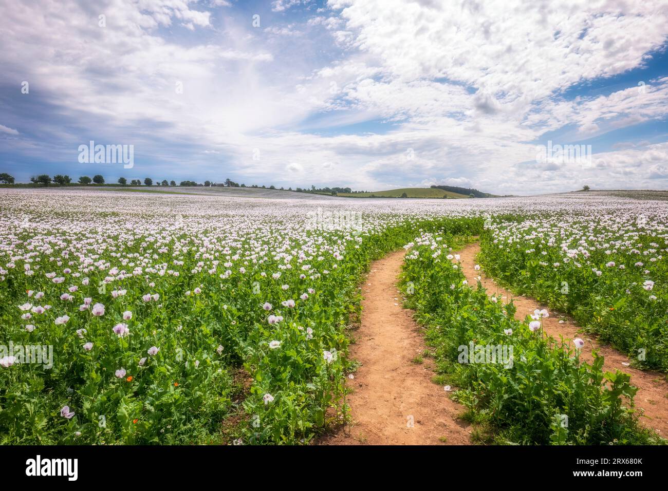 Großbritannien, England, Reifenspuren, die sich durch eine riesige Sommerwiese mit weißen blühenden Mohnblumen schneiden Stockfoto
