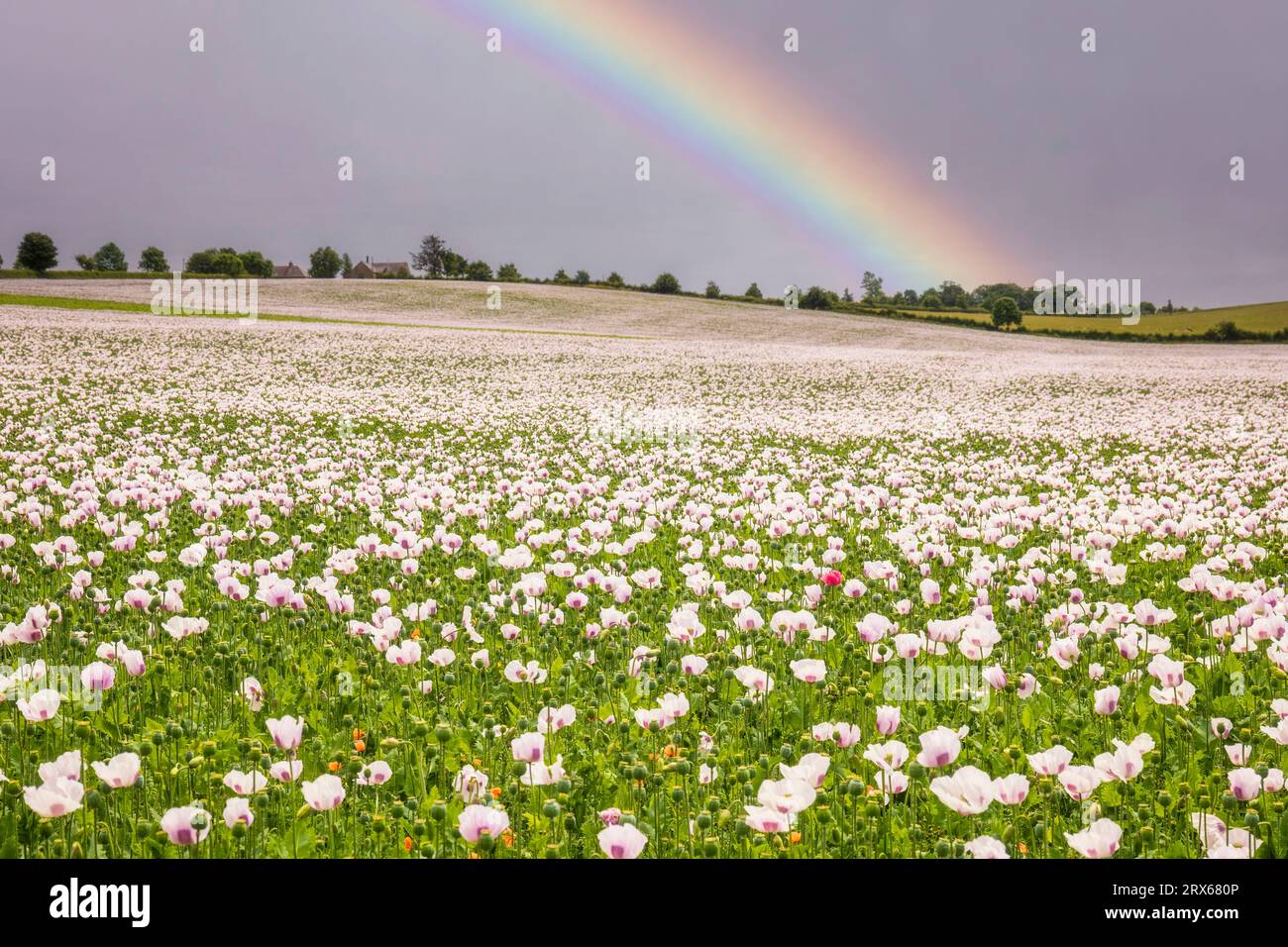 Großbritannien, England, Weiße Mohnblumen blühen auf einer riesigen Sommerwiese mit Regenbogen im Hintergrund Stockfoto